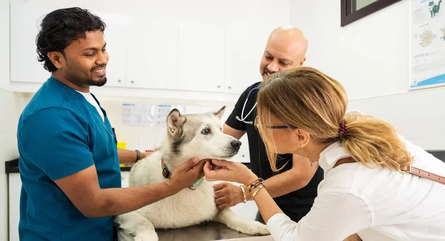 A pet dog with a heart problem is being checked on by our expert vet team.