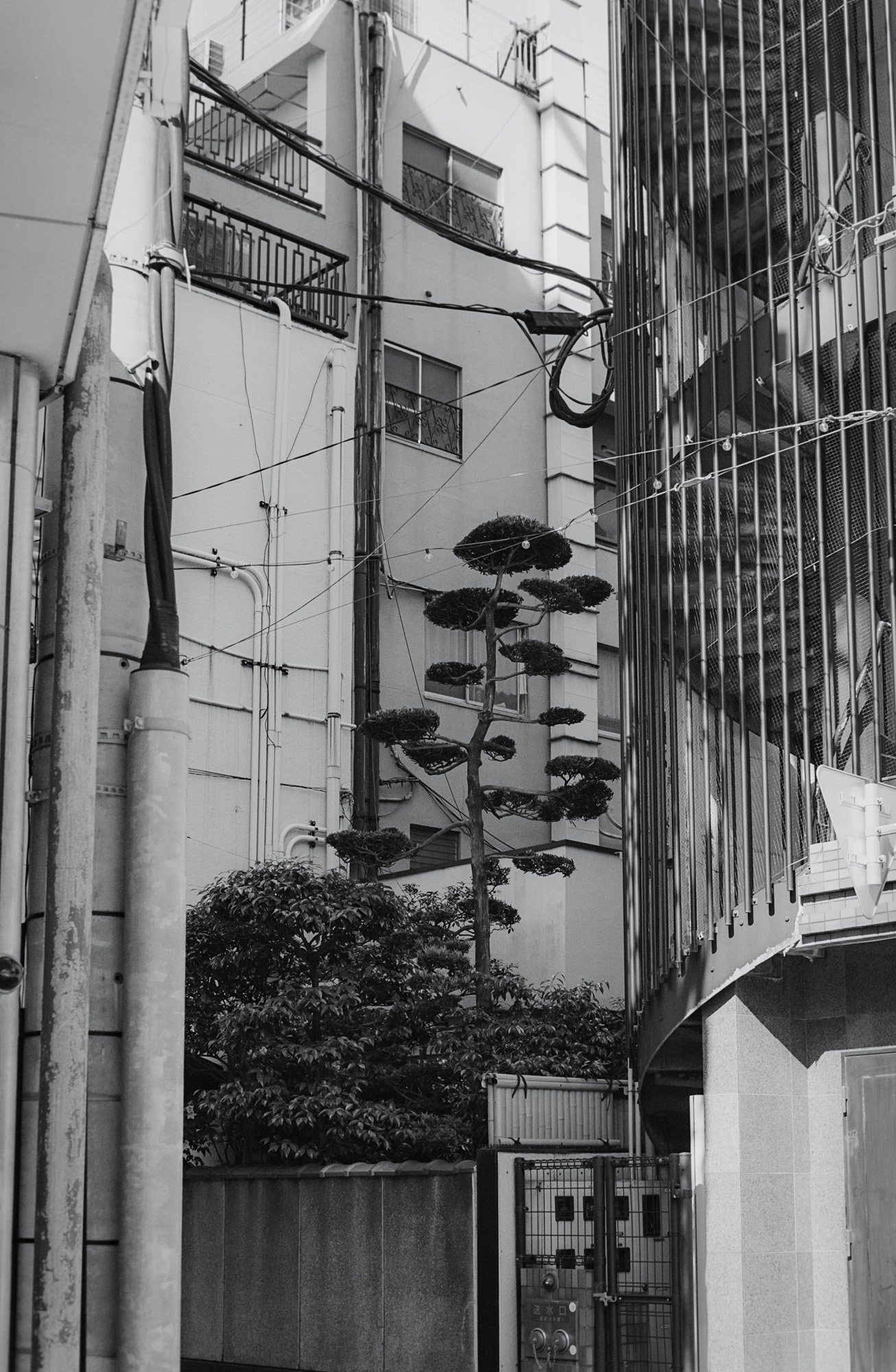 Taisei Matsumoto, archive random photograph 076