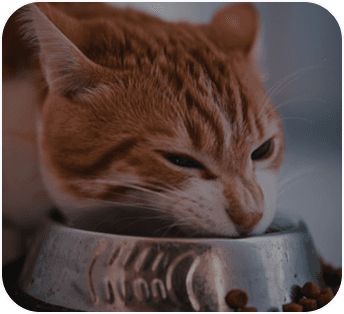 What should an 18-month tabby cat be eating?
