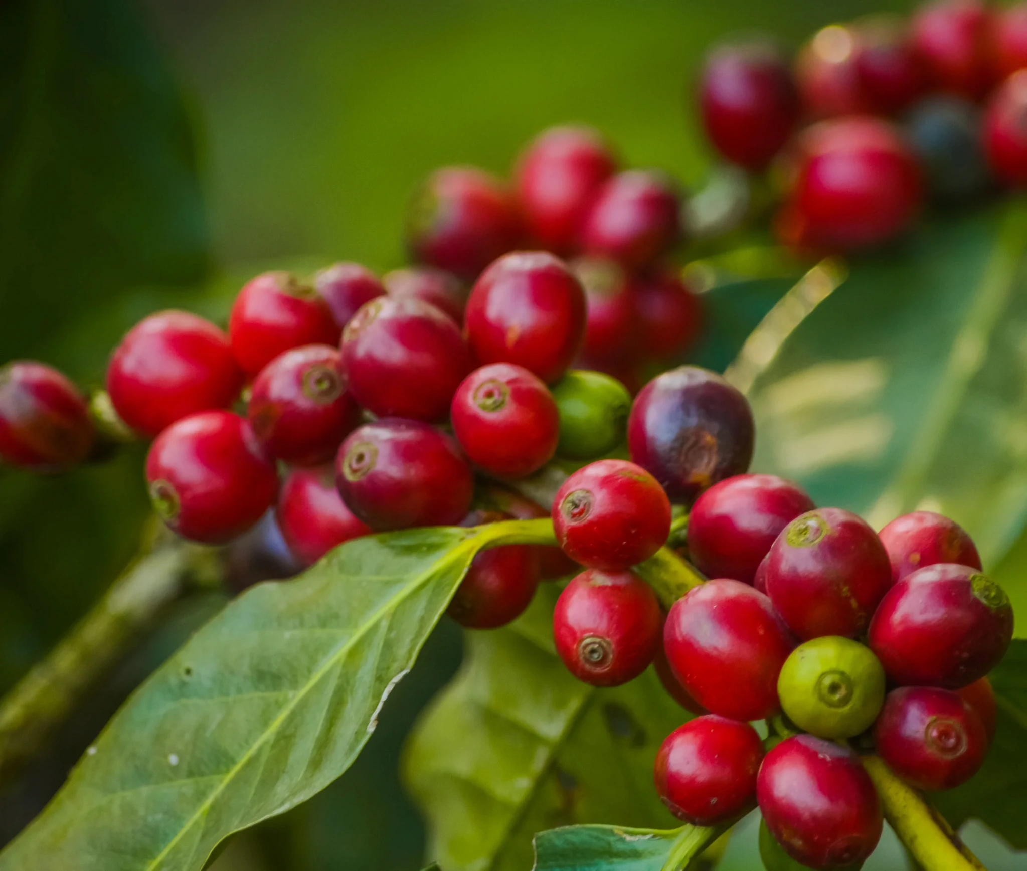 red and green coffee cherries