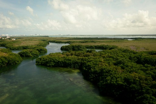 Aerial view of lush green mangroves surrounding winding waterways under a bright sky with clouds.