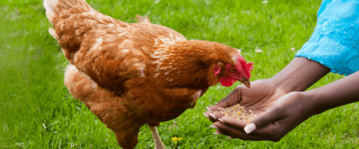 Layer hen eating