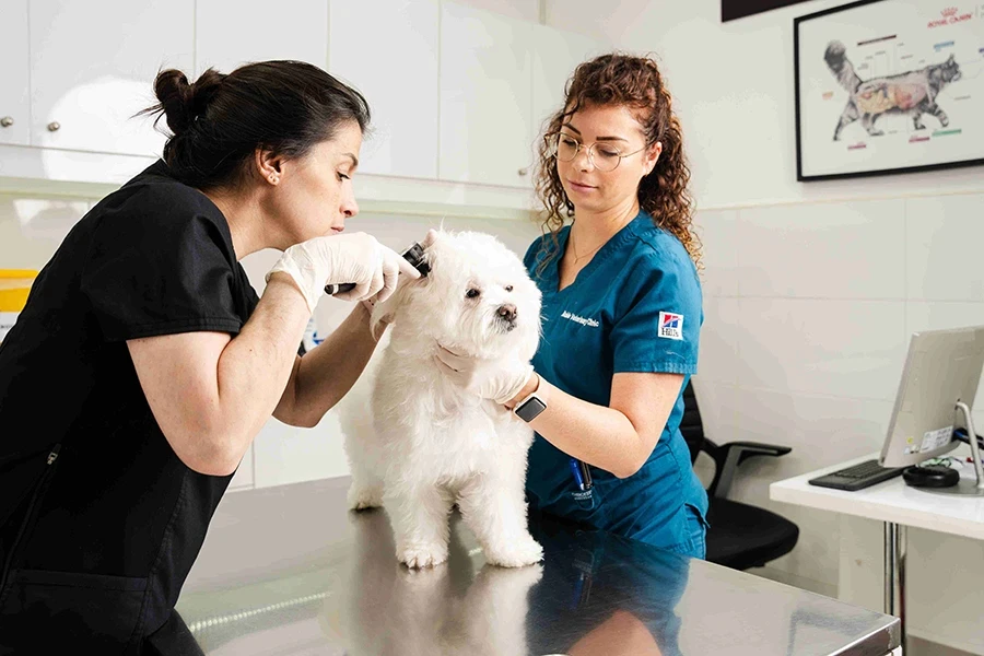 We provide expert imaging services at our pet clinic, using modern radiology equipment for accurate diagnosis.