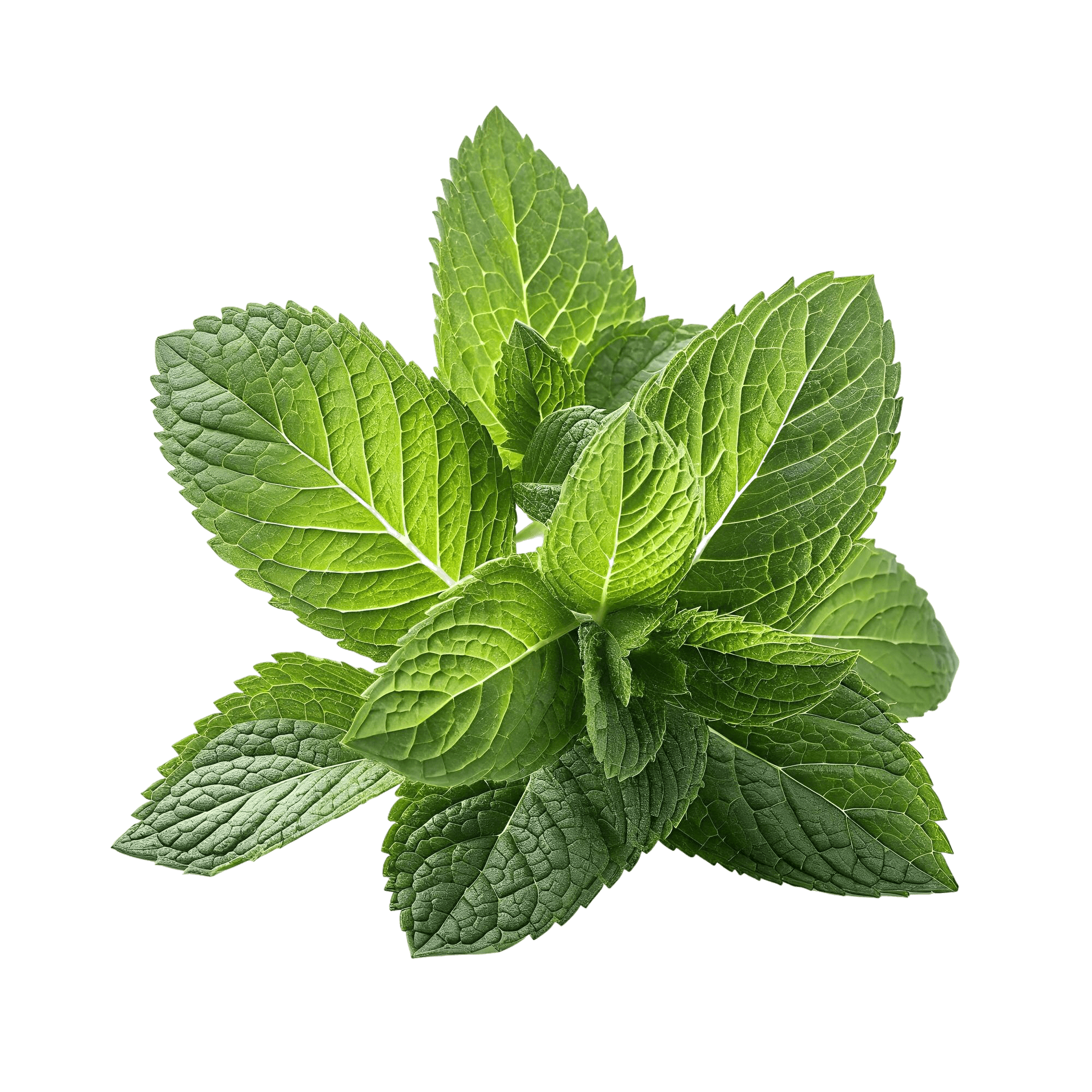basil_1