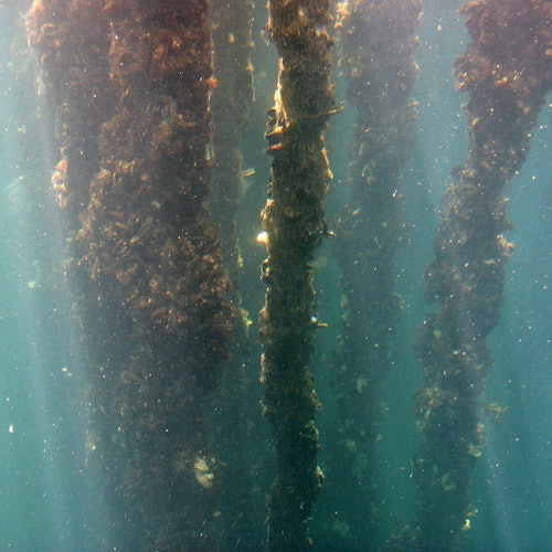 Crucero Rías Baixas: entradas para la Ruta de los Mejillones en O Grove