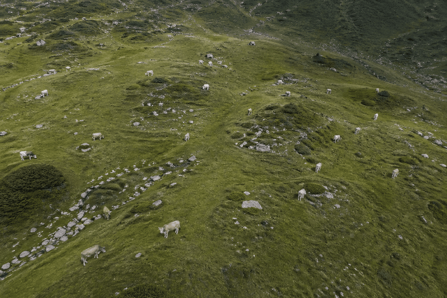 Herde verstreut auf einer Alm