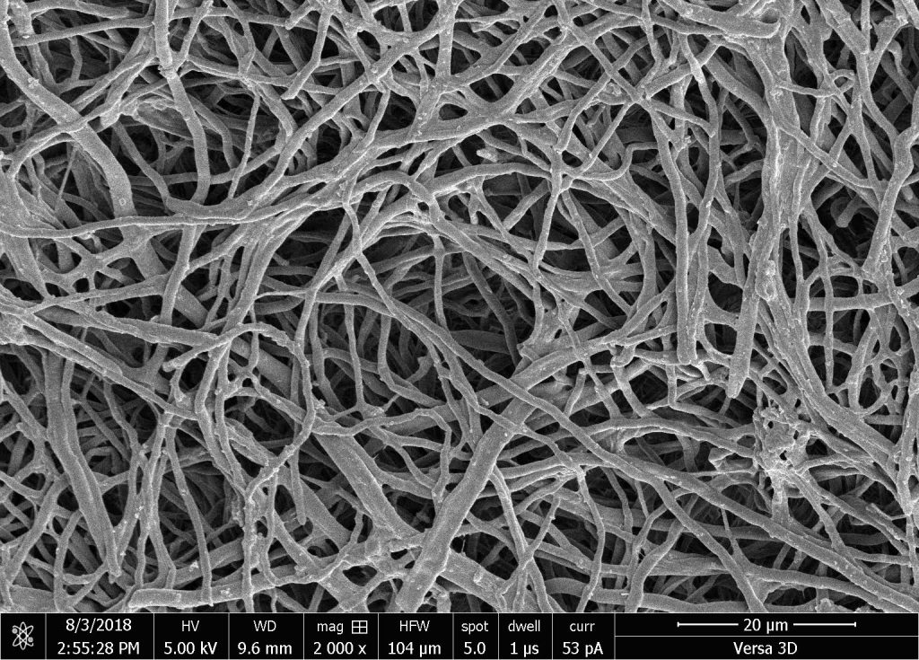 microscopic view of mycelium.