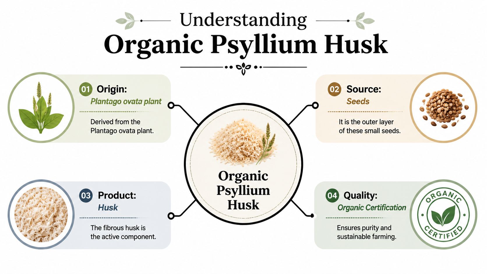 An infographic titled Understanding Organic Psyllium Husk, illustrating its plant origin, seeds, fibrous product, and organic certification.