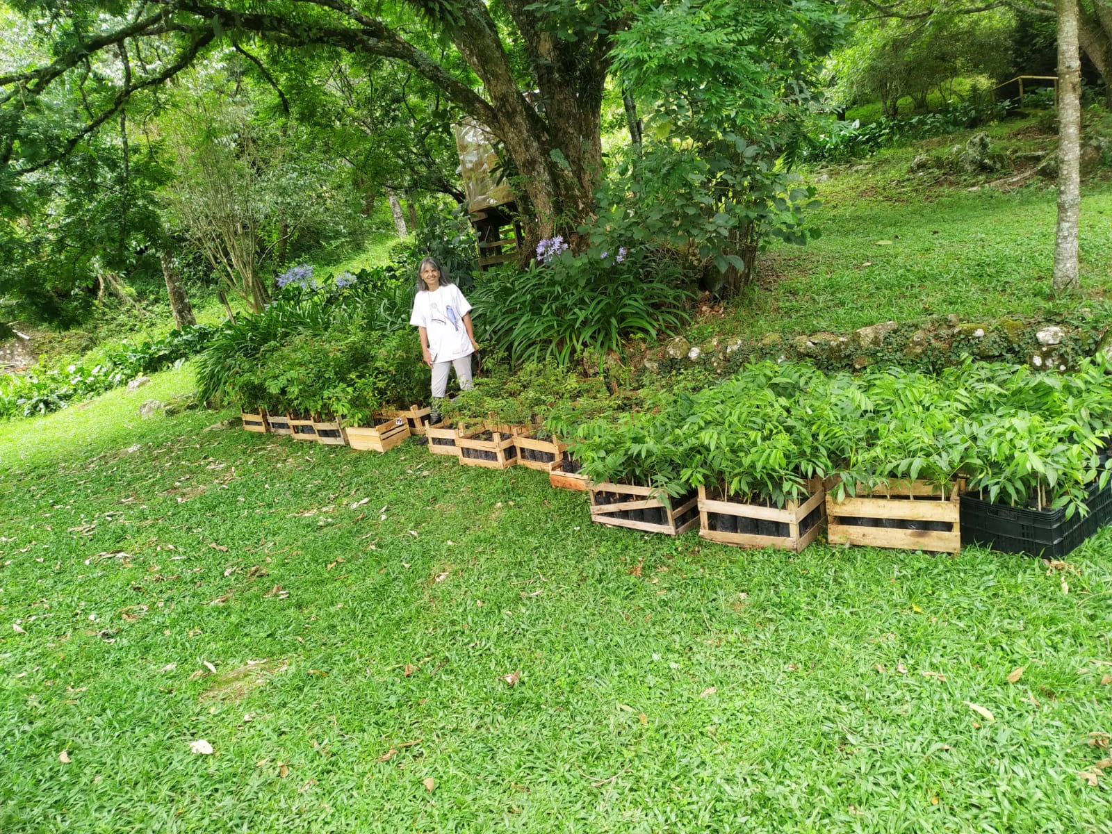Caixotes de madeira com mudas enfileirados no gramado junto à mata, com pessoa ao fundo
