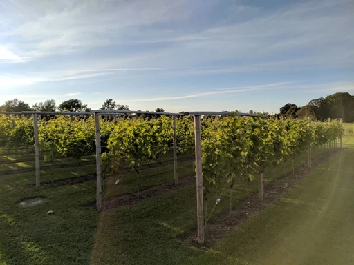 Elara Events: Wine tastings, Jordan wines, and loyalty rewards in Saros