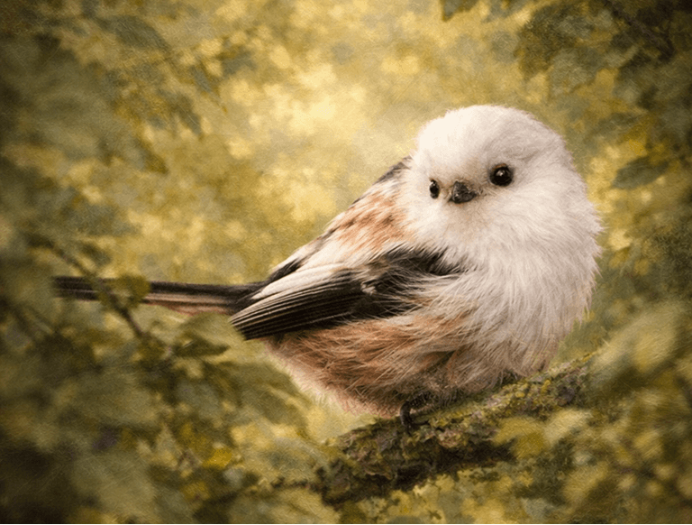 Staartmees (Aegithalos caudatus)