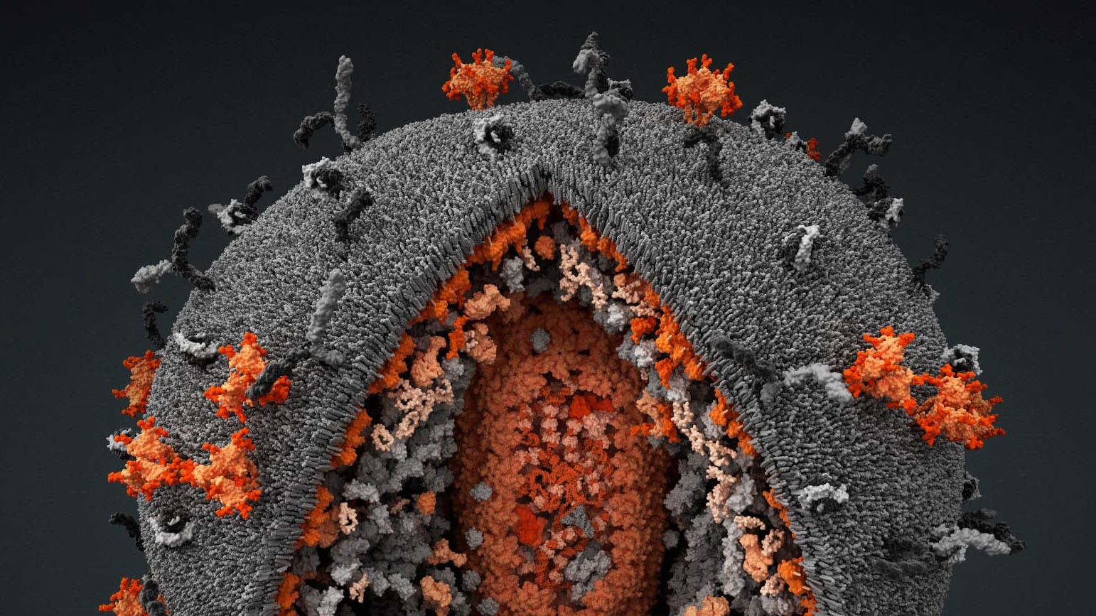 HIV viral particle visualization with a cut-out showing internal capsid structures