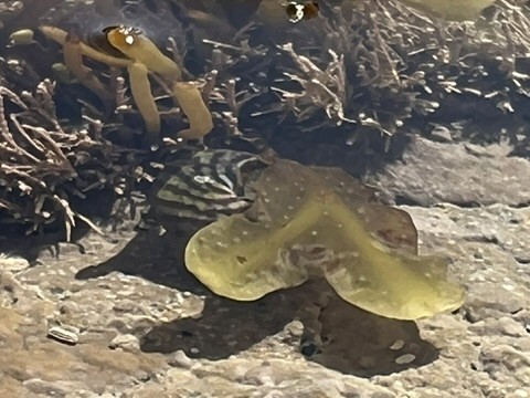 blue sky and white clouds over the sea
