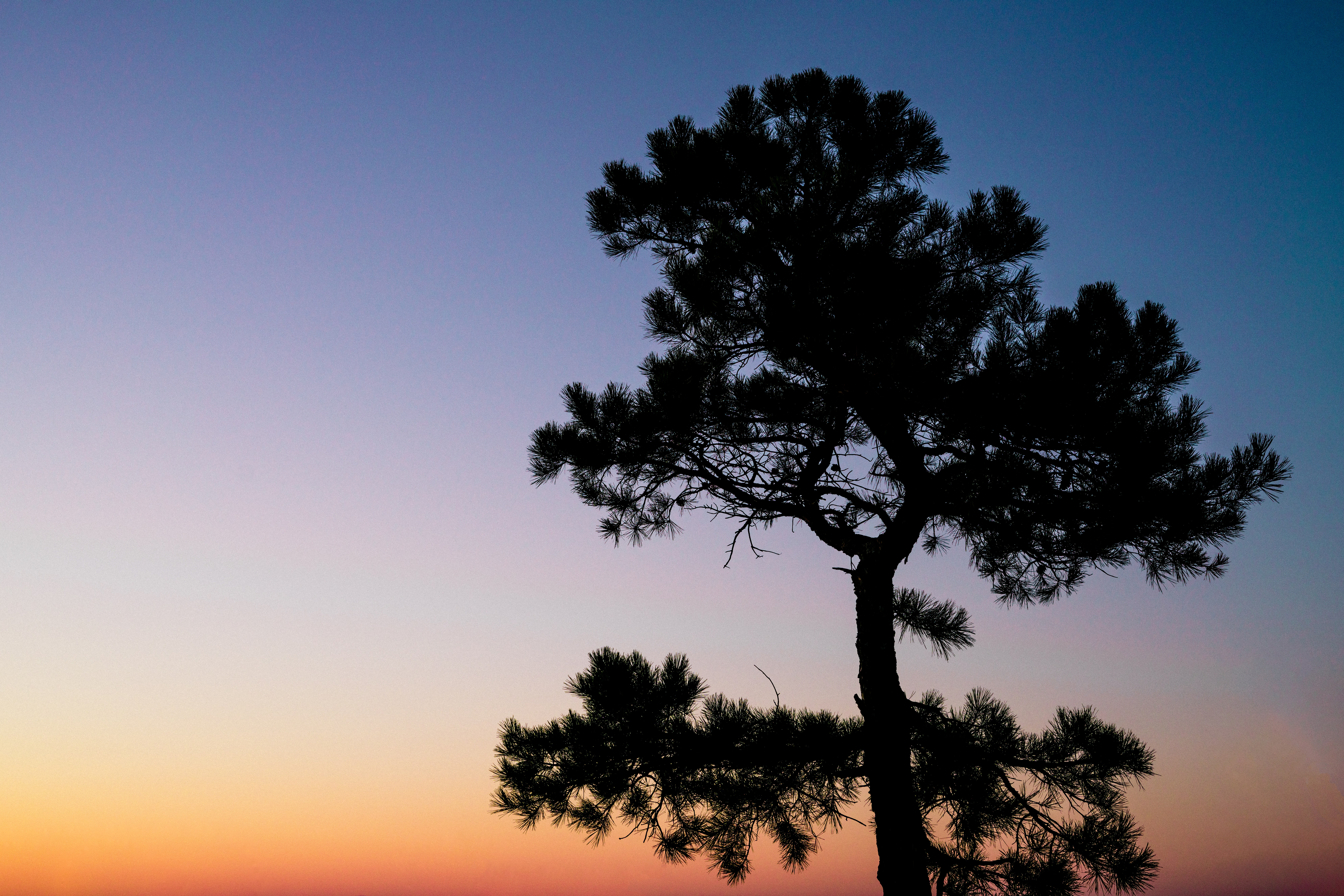 Outline of a tree against an indigo sky, Heber Springs, Arkansas, USA