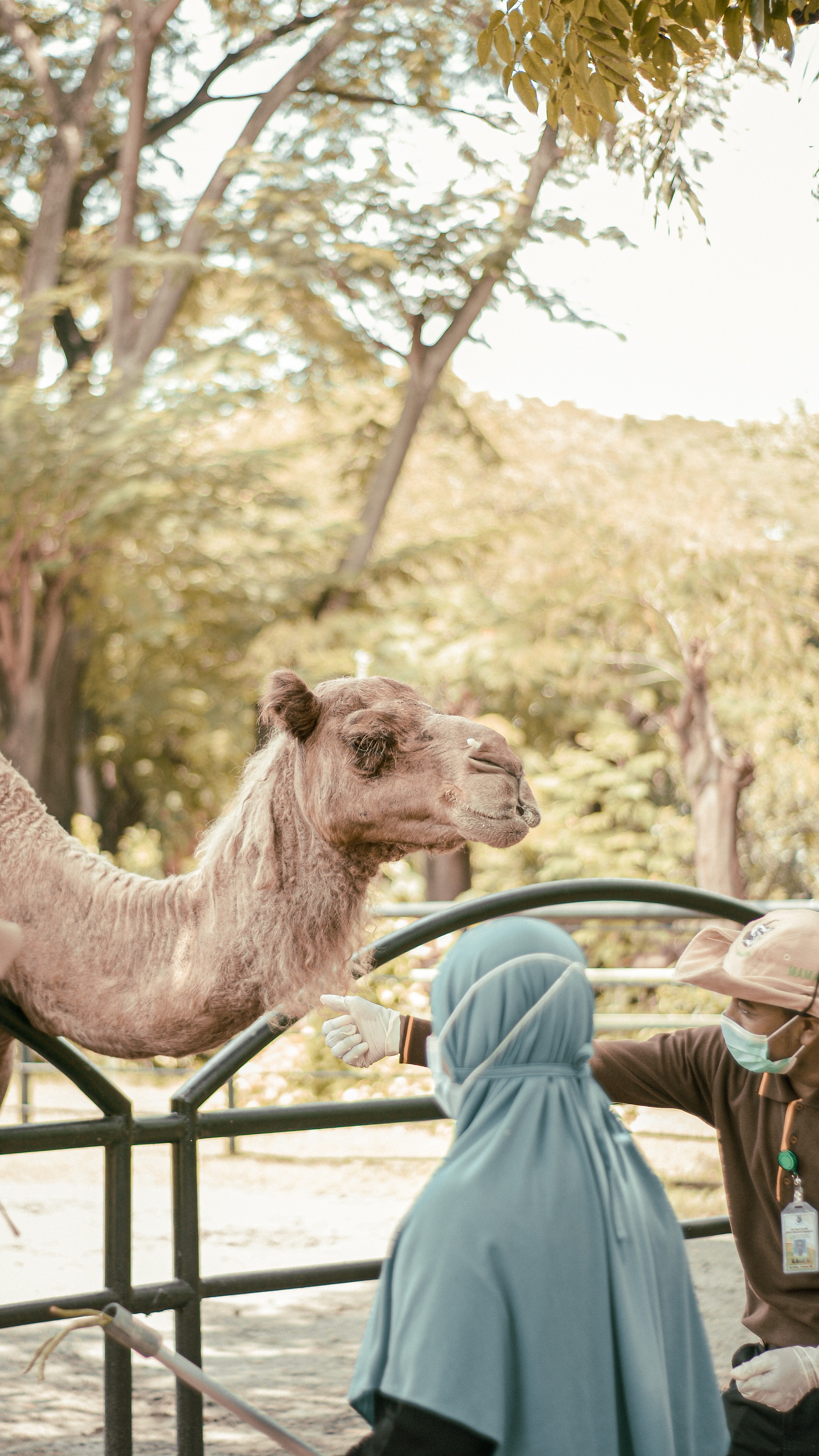 Camel at Surabaya Zoo