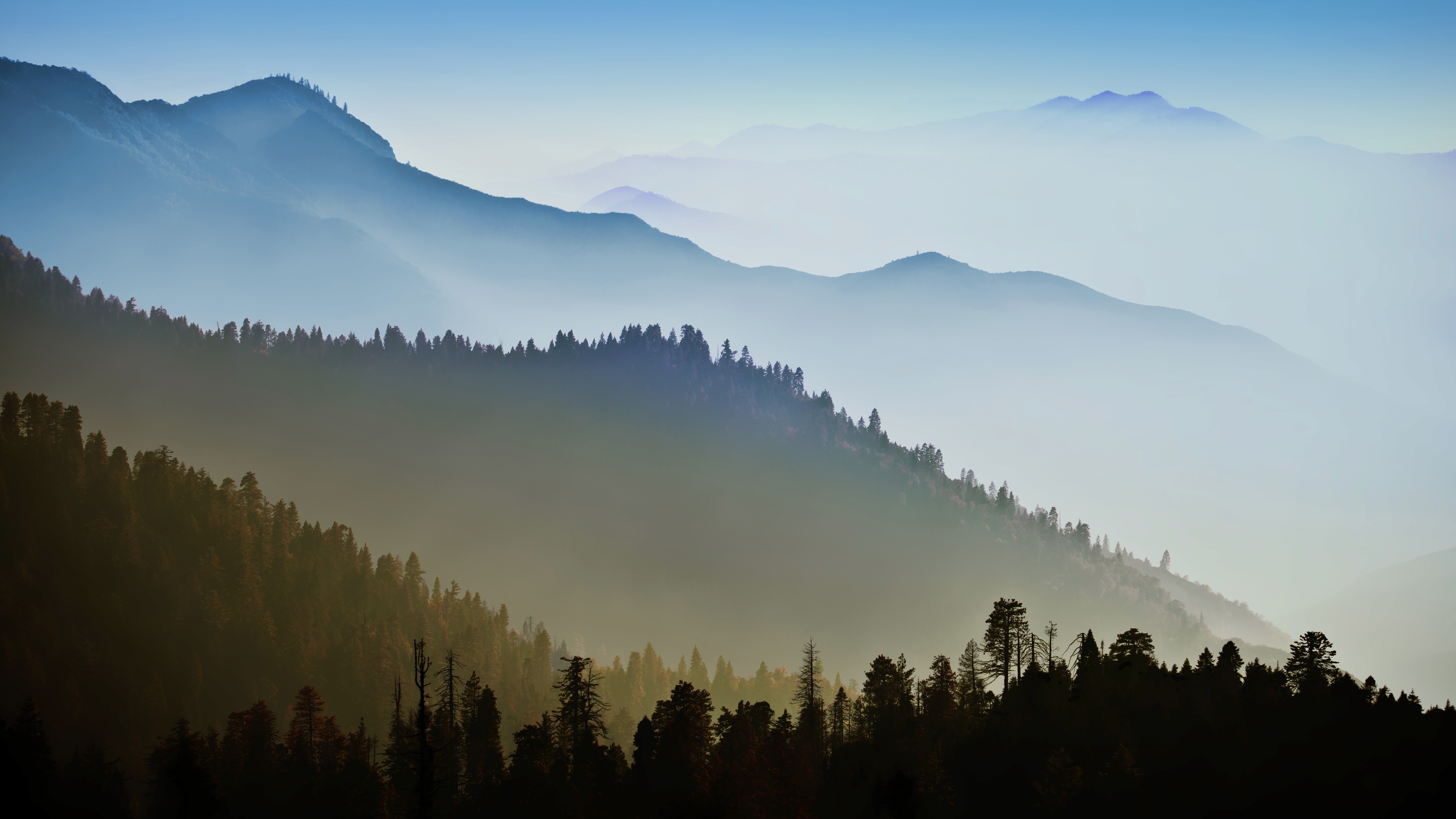 Picture of a forest