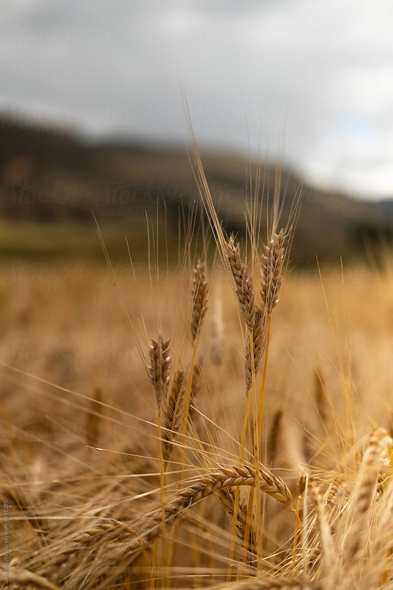 Here comes the alt text