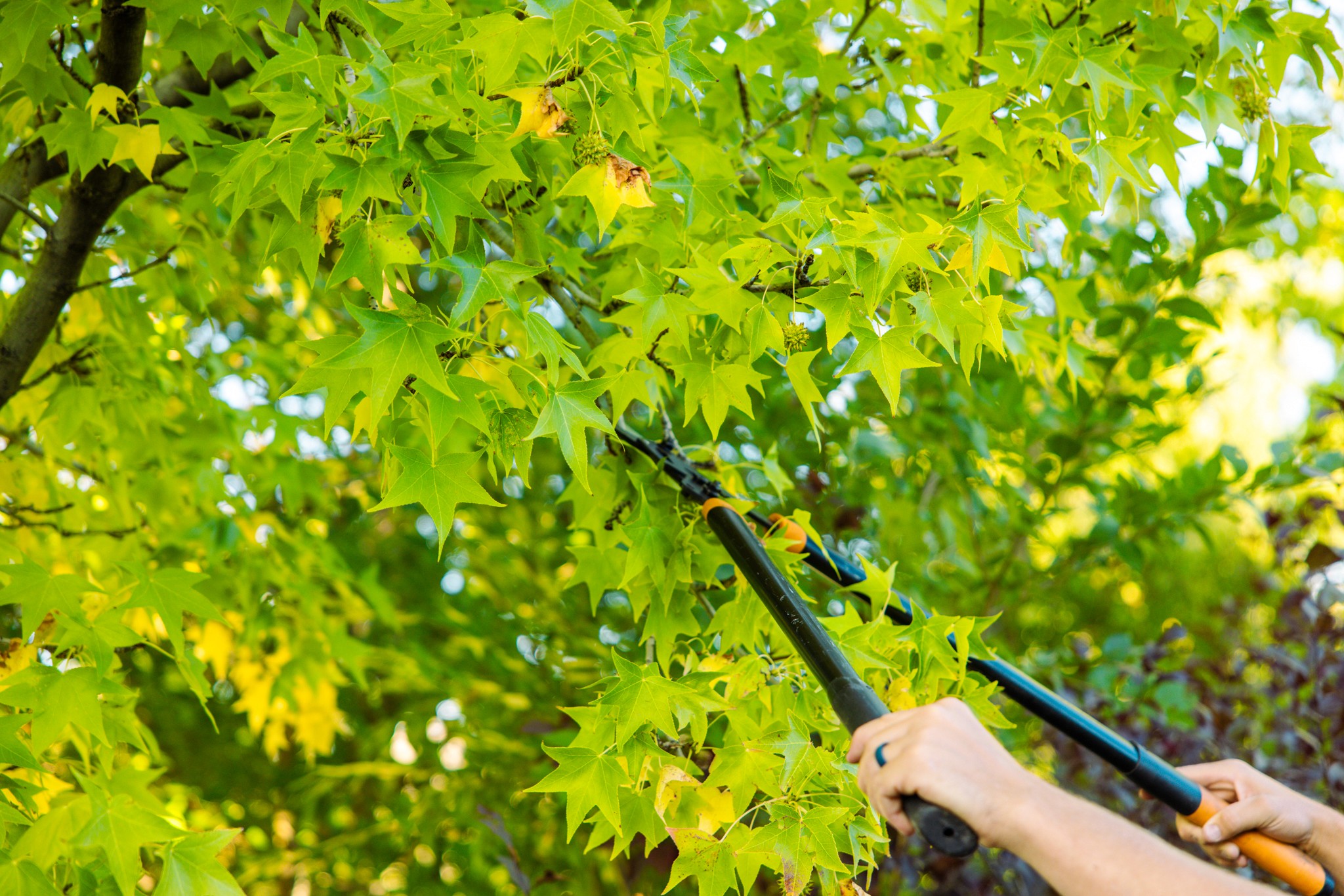 Safe tree trimming in Ogden backyard