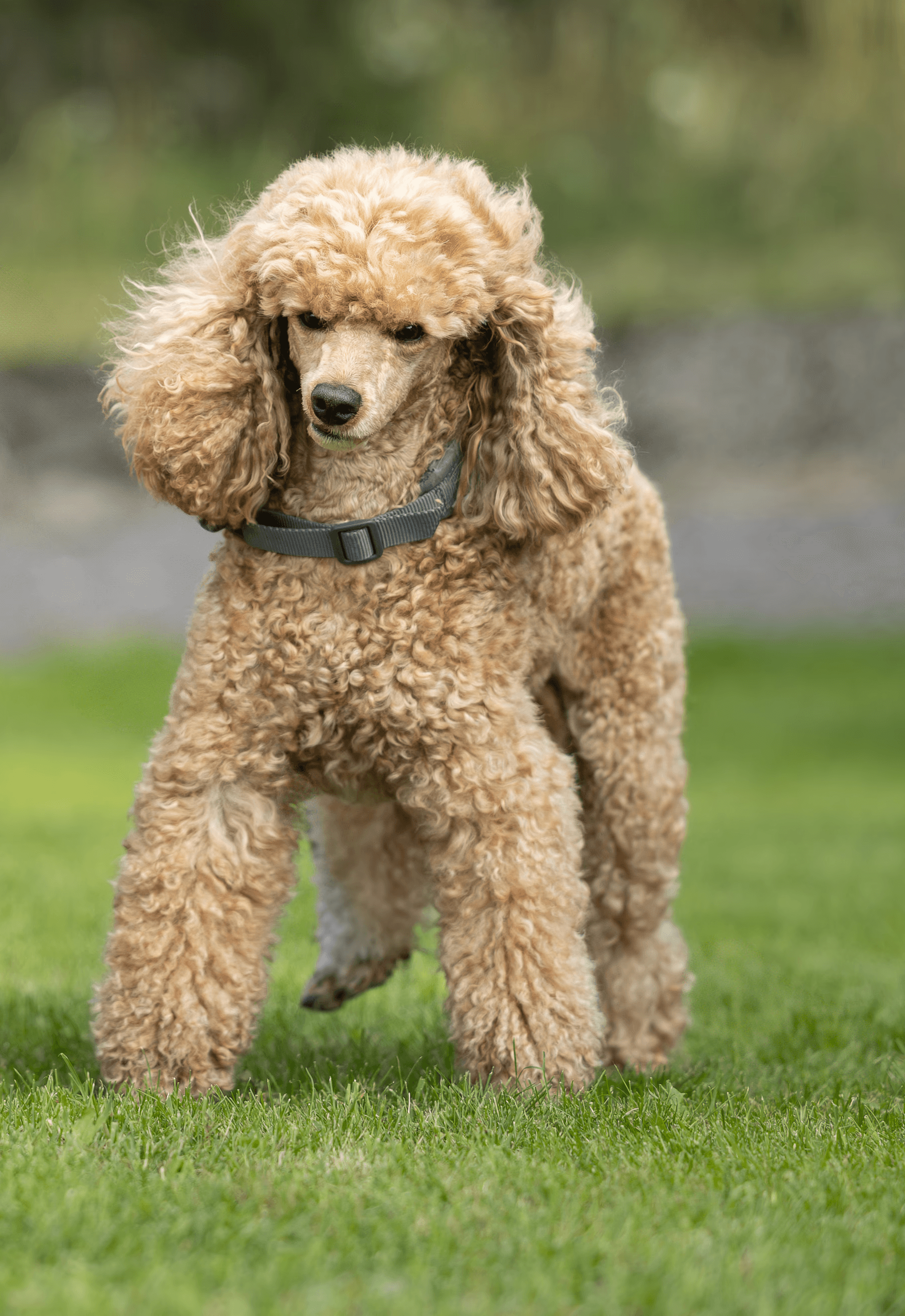 Dog photo