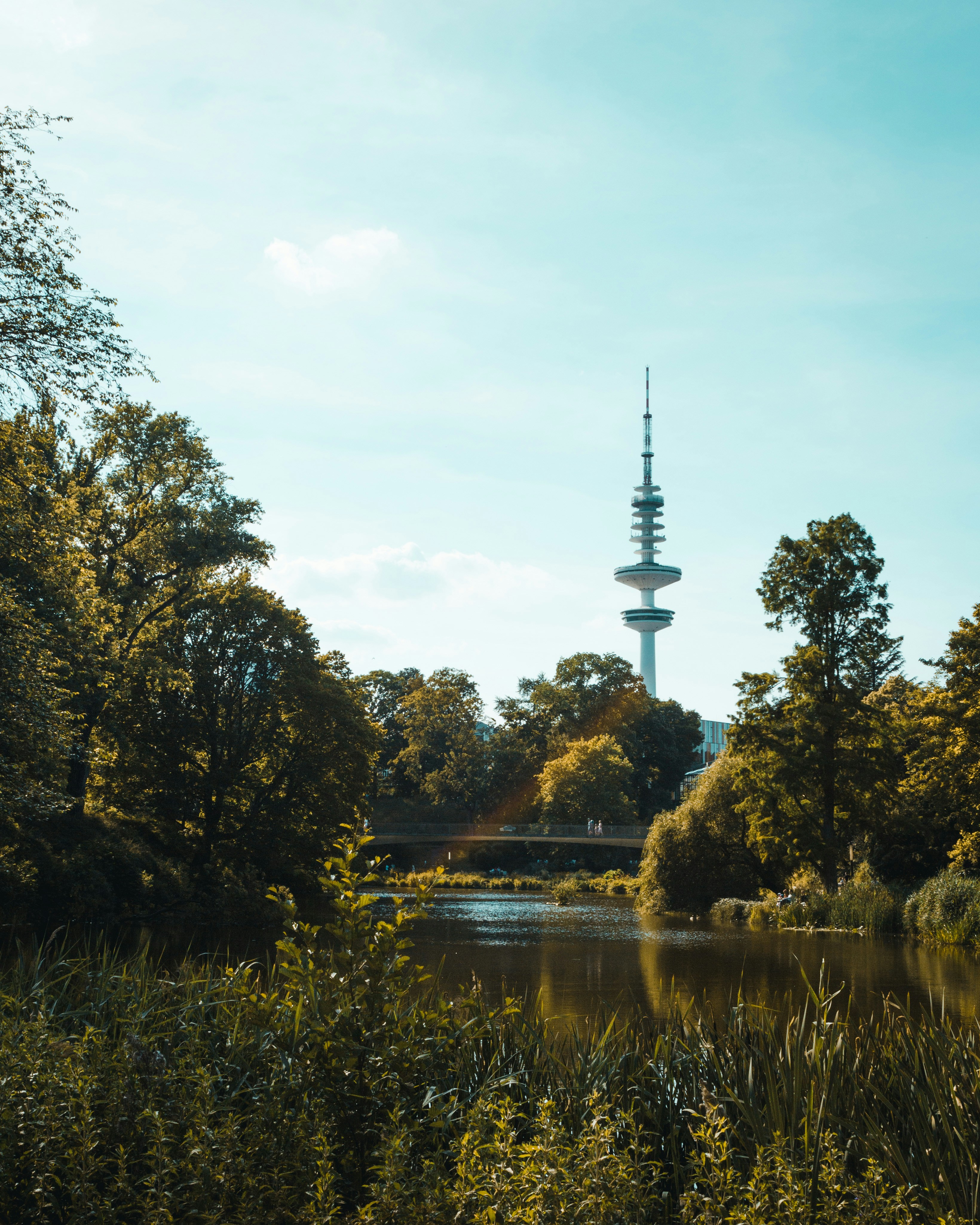 green-leafed trees during daytime