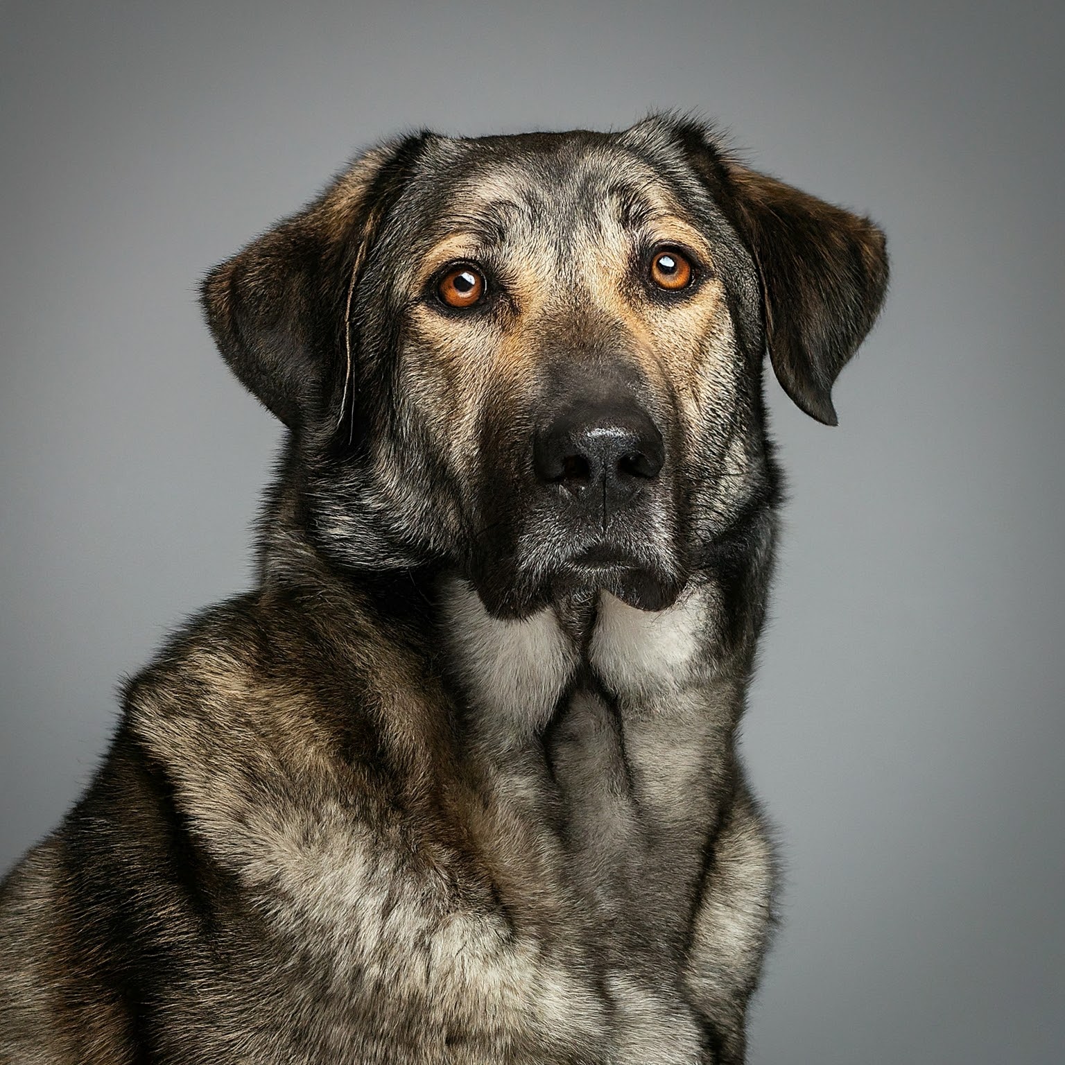 BUDDYUNO, Estrela Mountain Dog