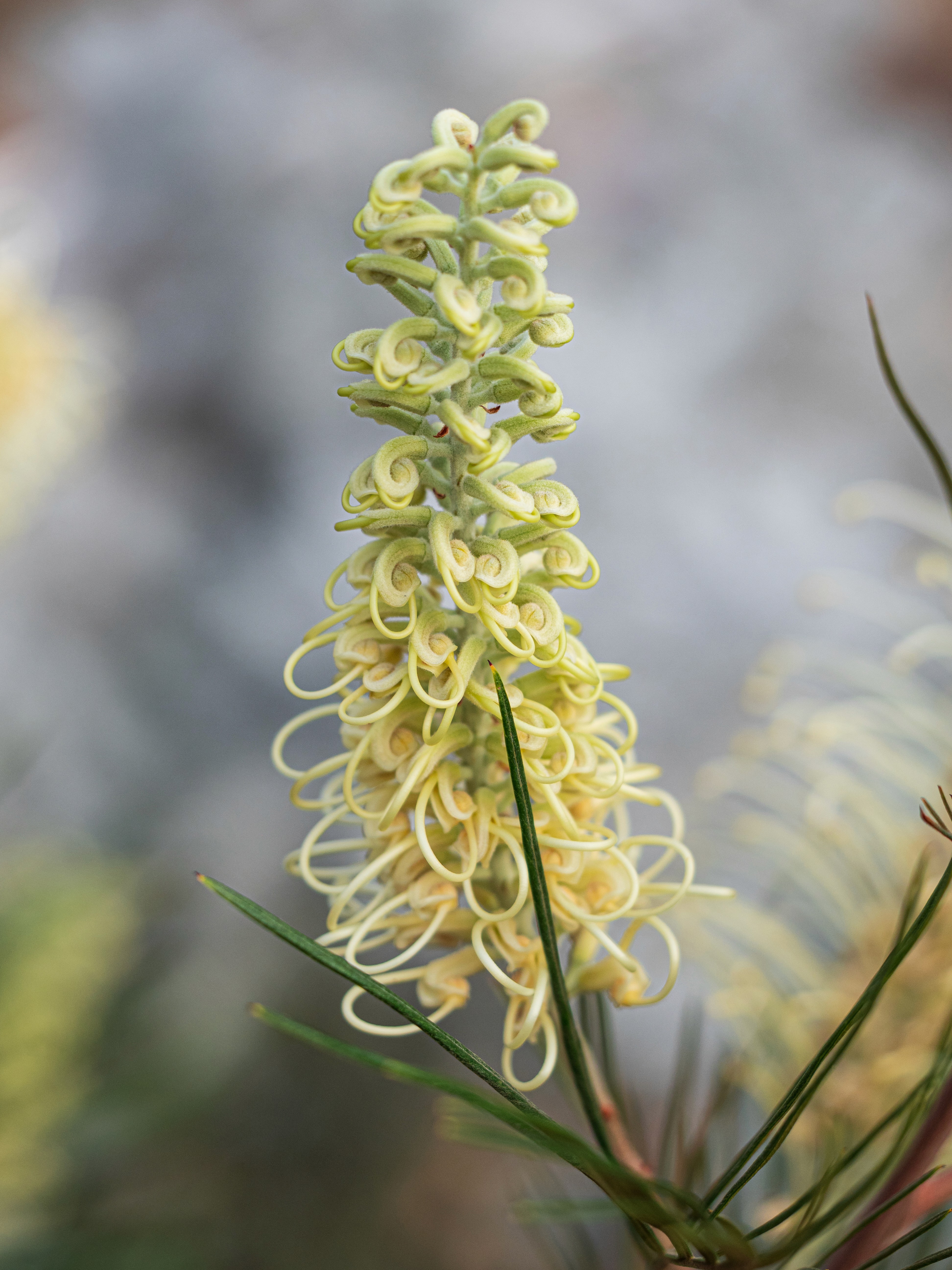 A moonlight grevillea flower in the process of blooming.