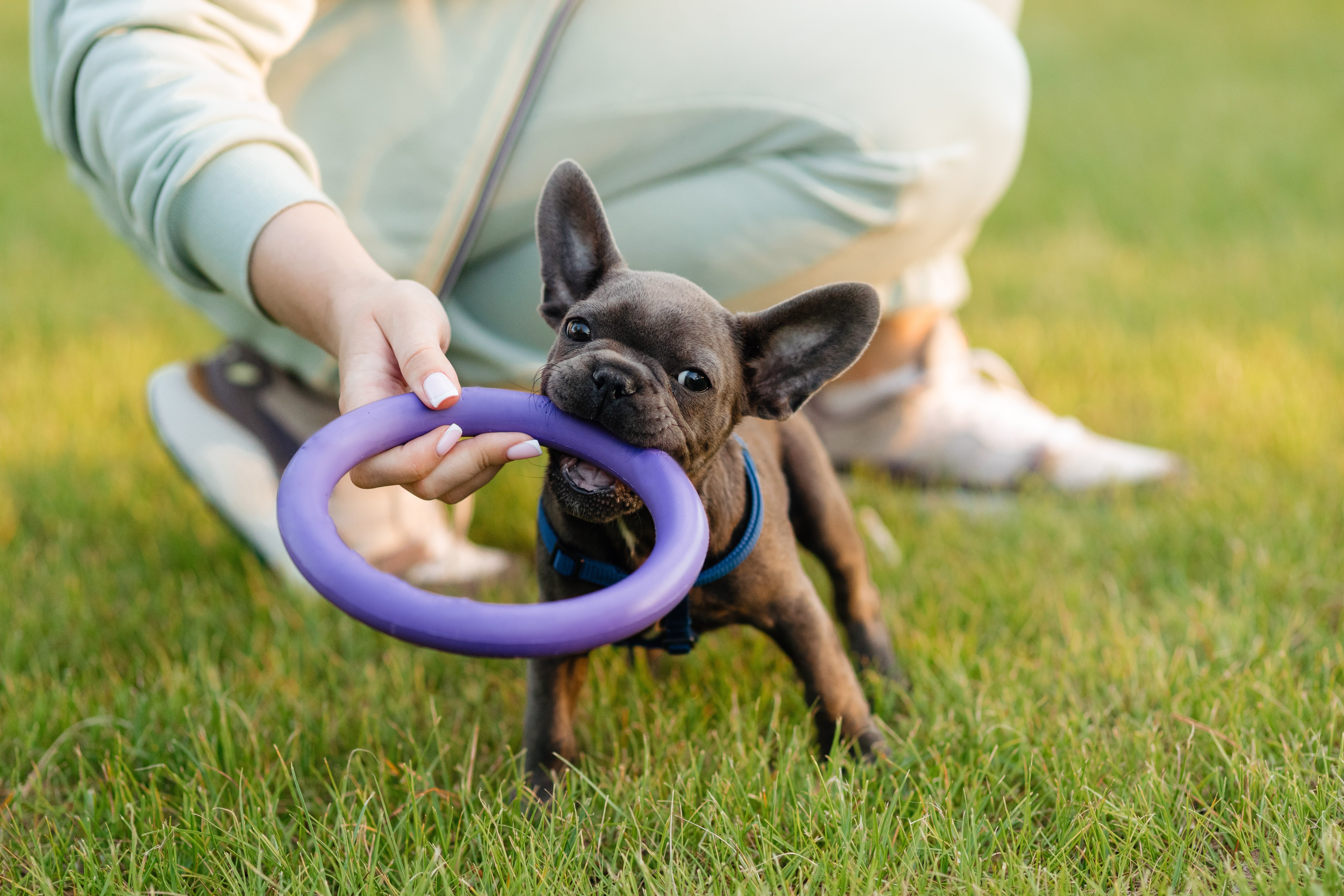 A gray French Bulldog Puppy produced by Clearwater French Bulldogs Playing in the Grass with its new owner