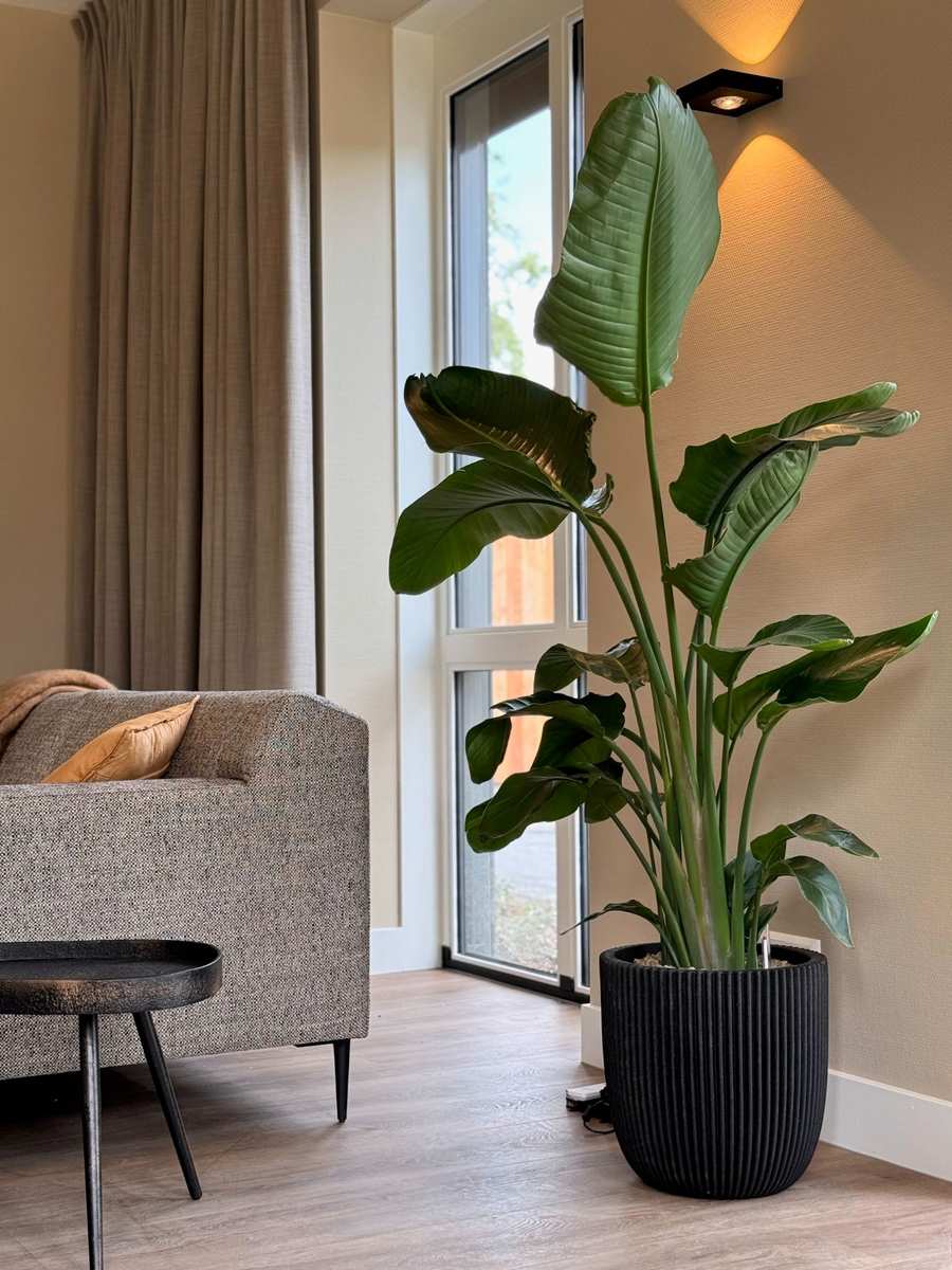 zithoek met grote plant strelitzia
