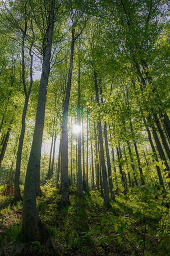 Sunlight filters through tall trees in a forest.