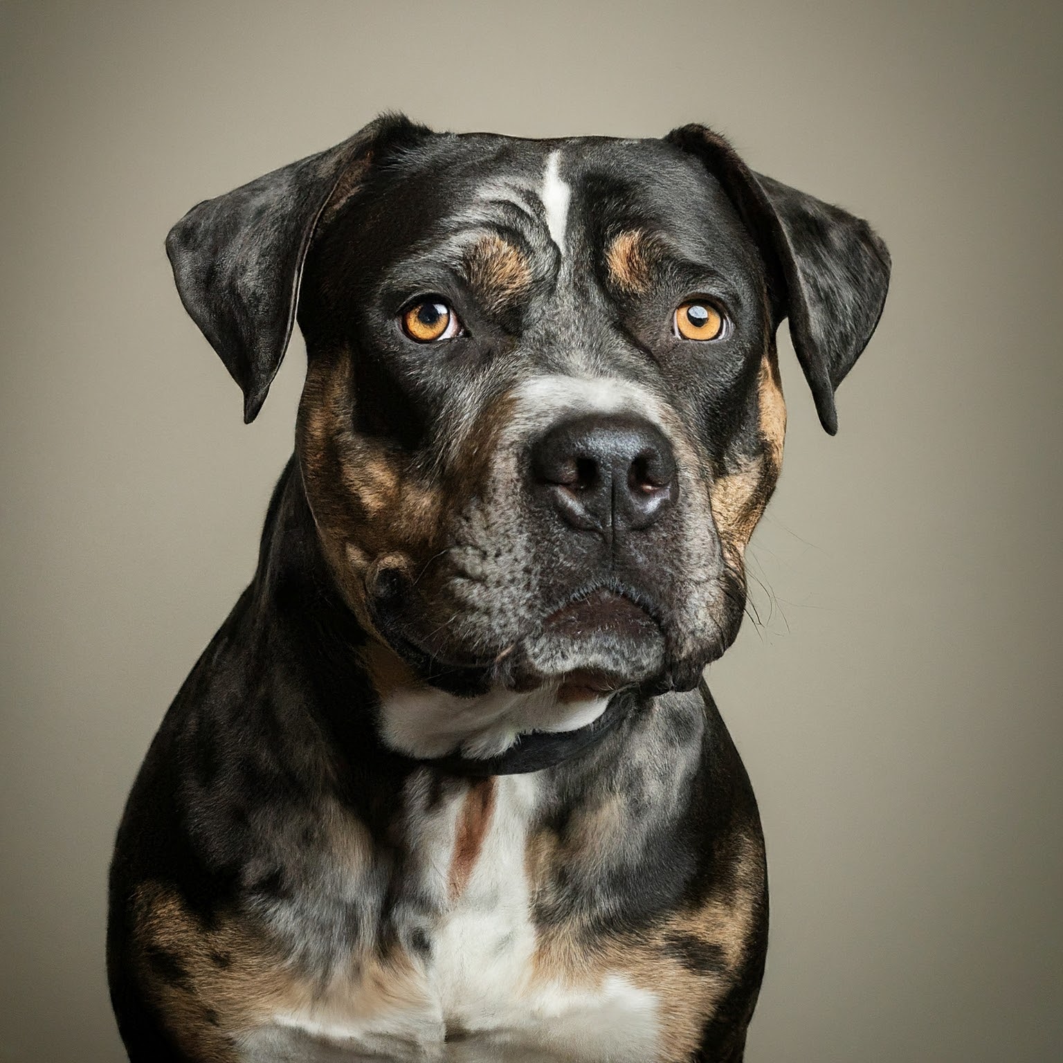 BUDDYUNO, Catahoula Bulldog