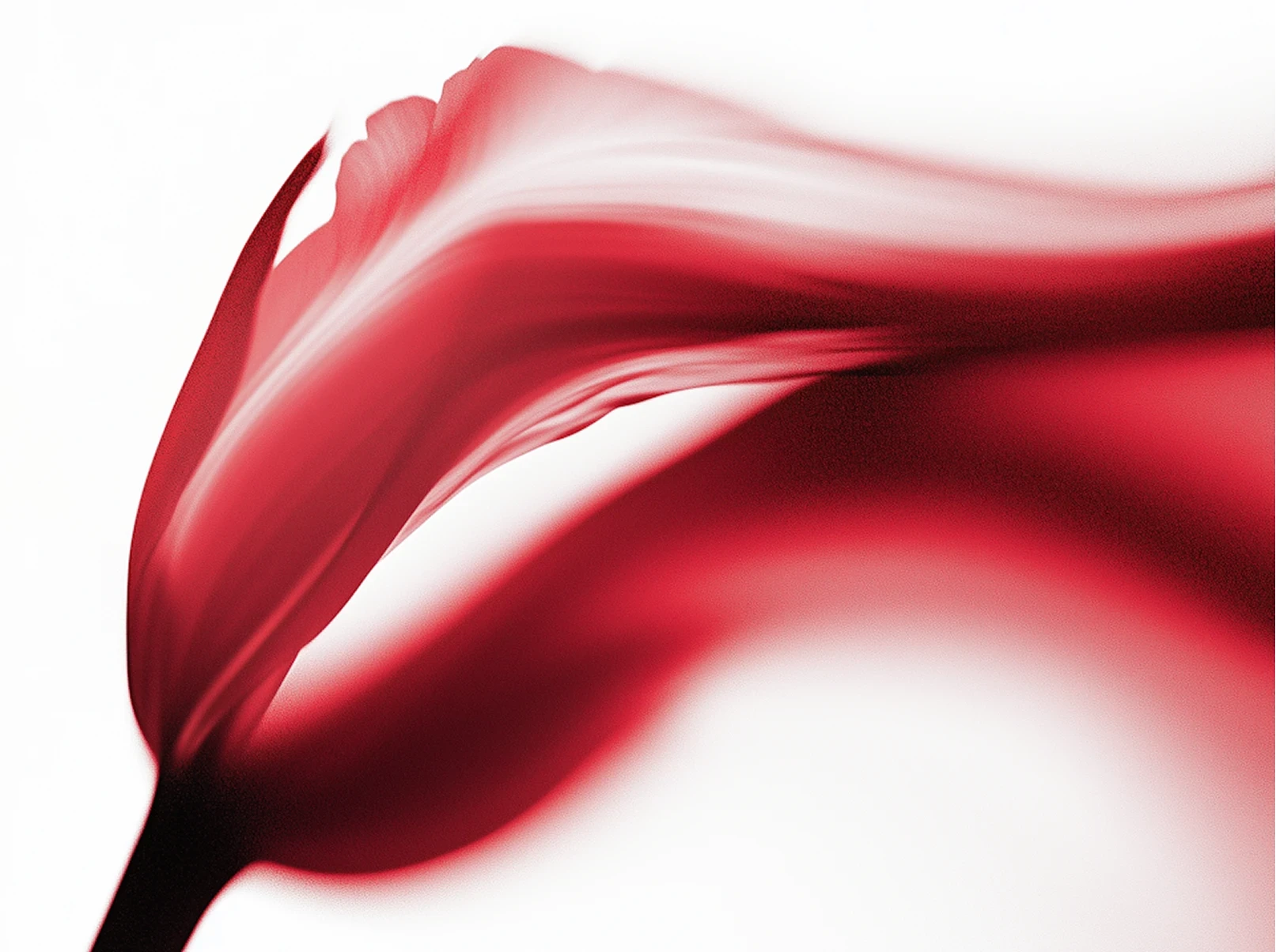 a red flower vanishing with air