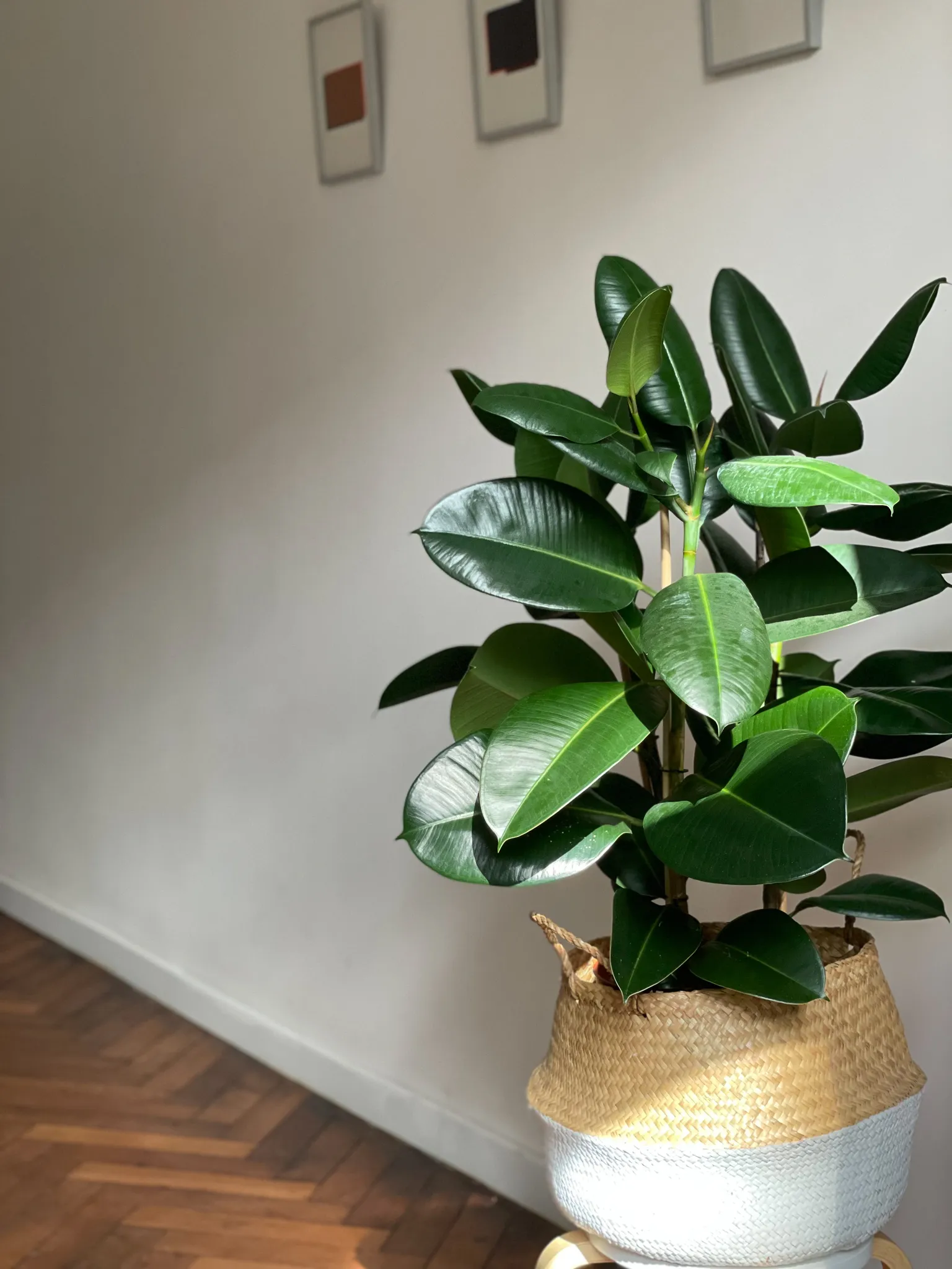 Eine lebendige Gummipflanze in einem geflochtenen Korb steht nahe einer weißen Wand, die mit drei abstrakten Kunstwerken geschmückt ist. Sonnenlicht wirft sanfte Schatten auf den Parkettboden.