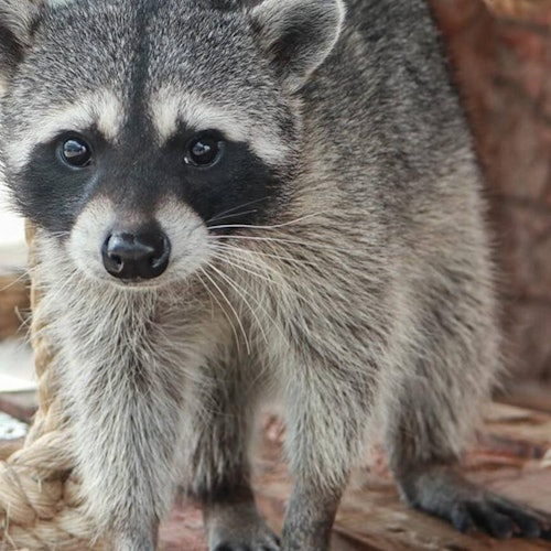 Acuario Michin Puebla