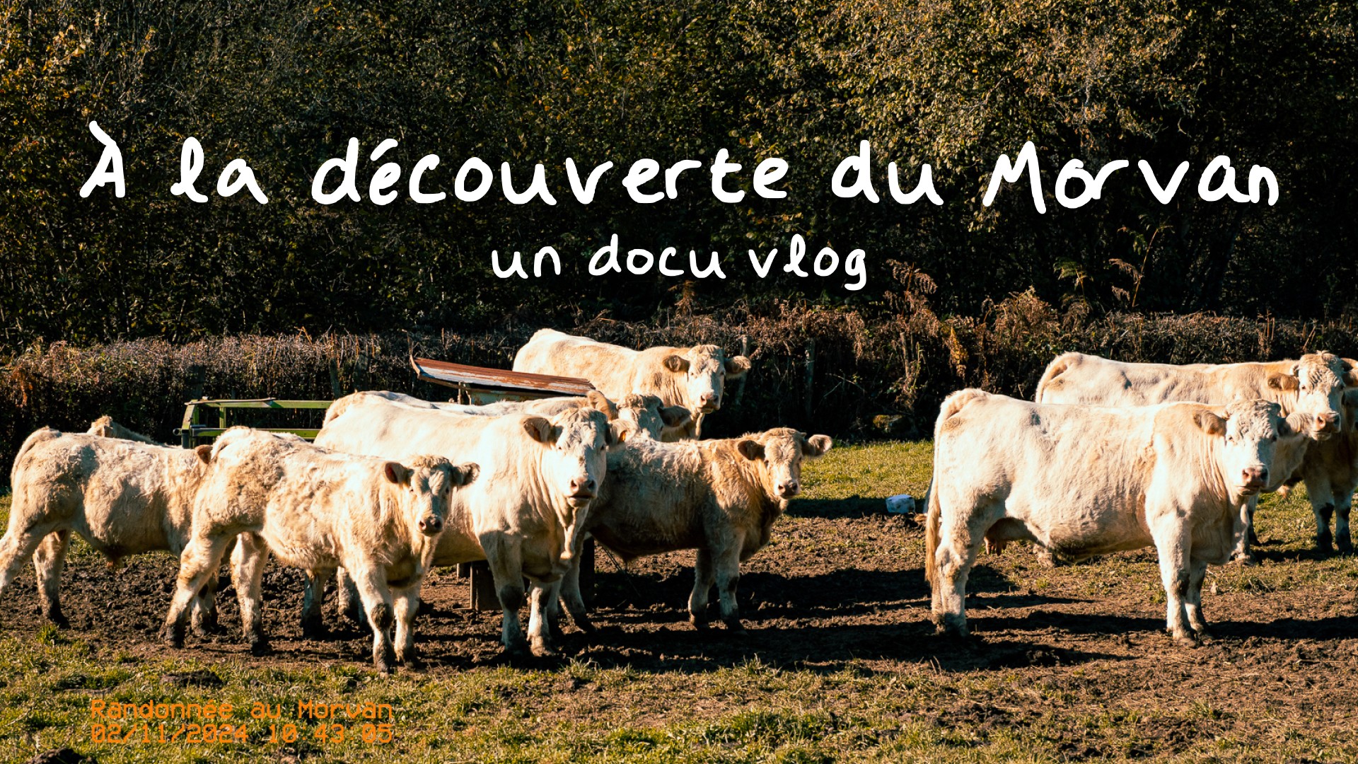 Groupe de bœufs dans un champ ensoleillé, entouré de végétation dense, dans le Morvan.