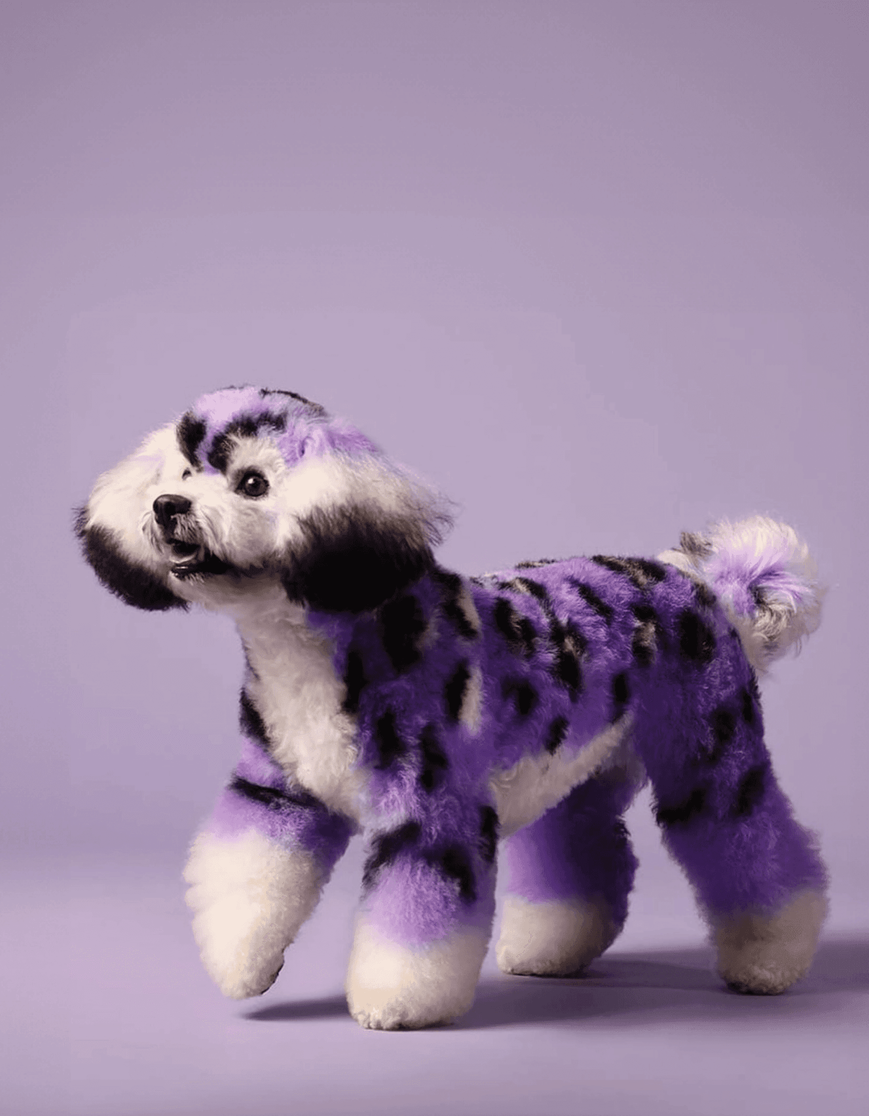 Photograph of a small dog with artistic purple and black grooming design for showcasing creativity and premium grooming style