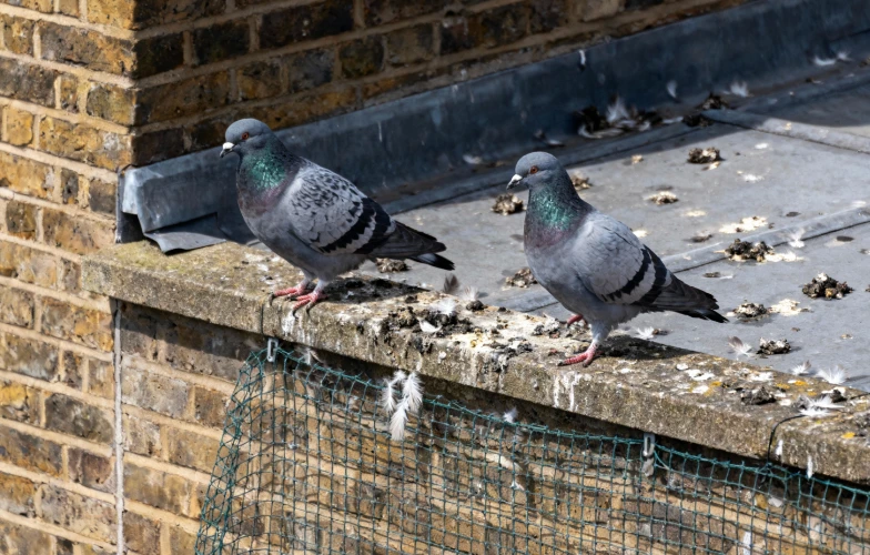 How To Get Rid Of Pigeons