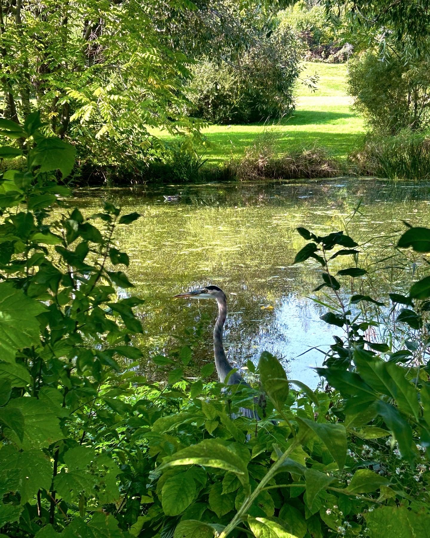 A Great Blue Heron at the Dominion Arboretum