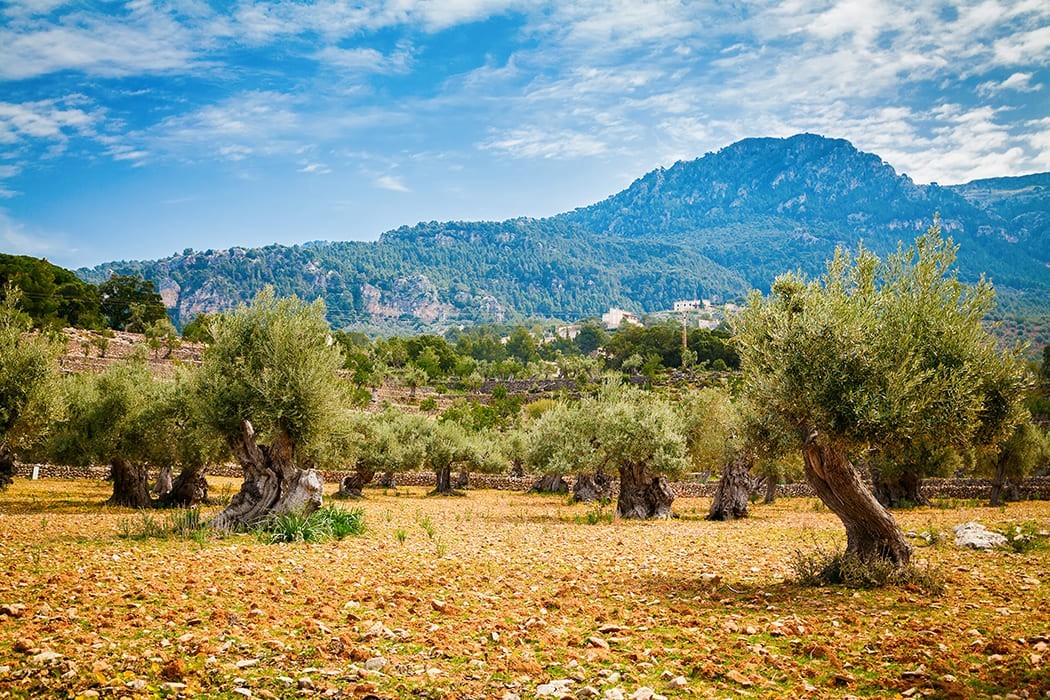 Gardens in Son Penya