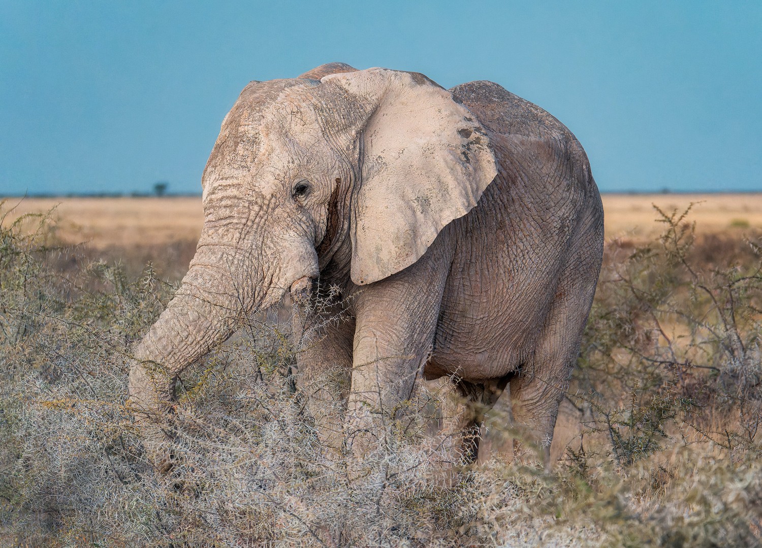 Elefante africano alimentándose en la sabana, naturaleza salvaje en África.