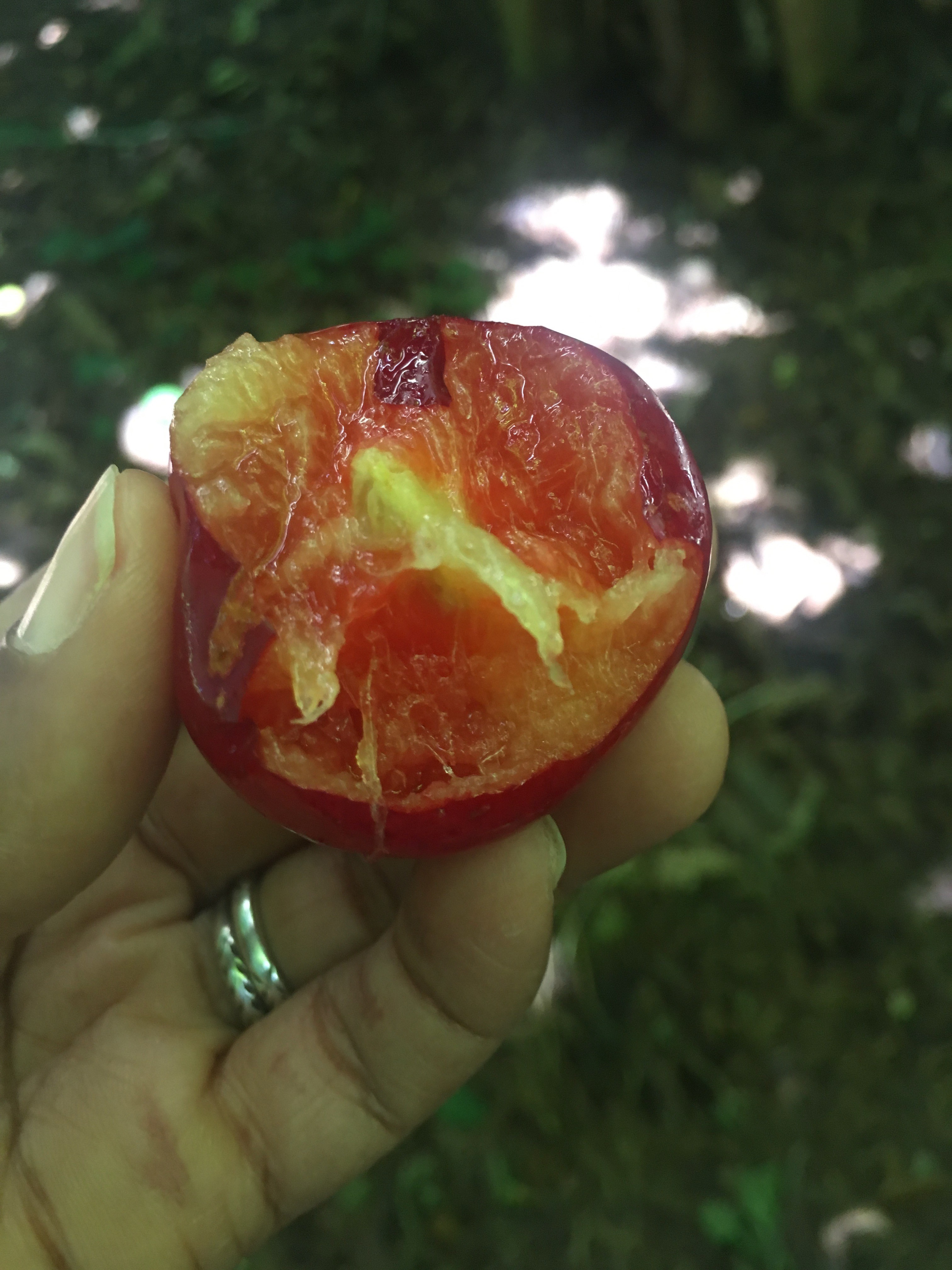 Eco Village Fruit