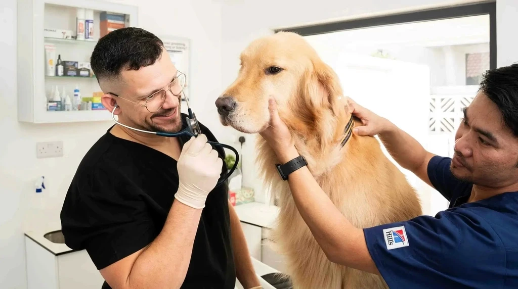 Inside our veterinary clinic, Dr. Rokas Proscevicius and a team member work together to examine a golden retriever.