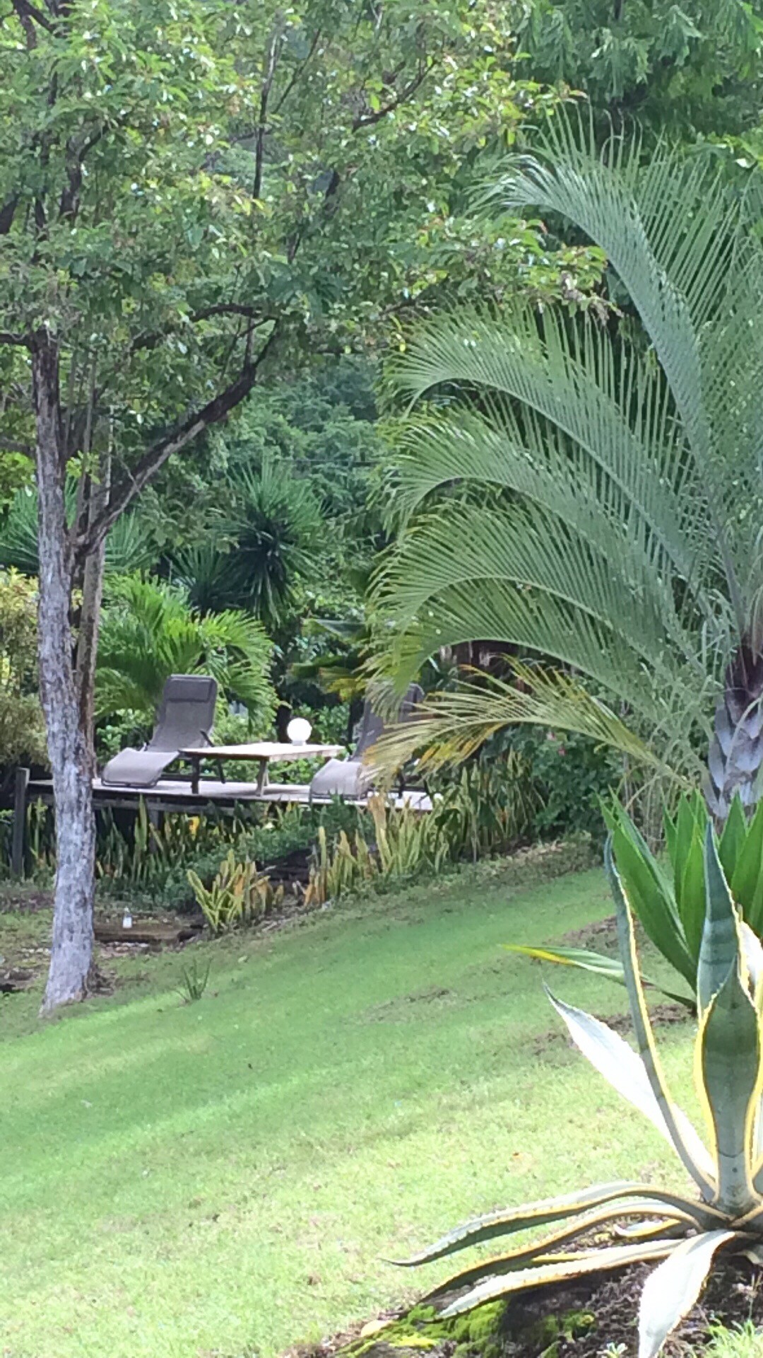 Coin détente avec bains de soleil dans un jardin tropicale en guadeloupe