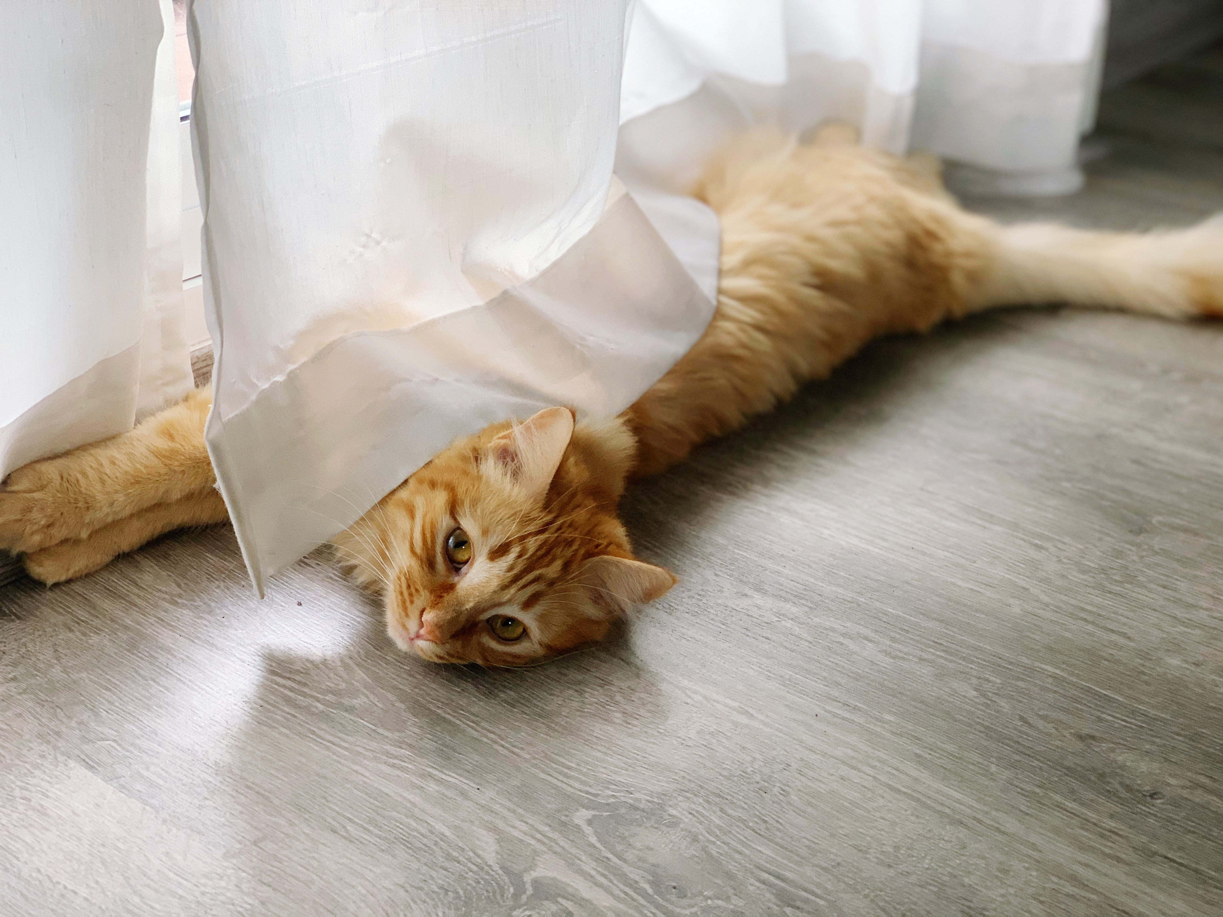 A relaxed ginger cat lounges on LUXO’s grey wood-look hybrid flooring near a sunlit window, highlighting its pet-friendly, scratch-resistant, and easy-clean surface. Designed for Brisbane and Australian homes, the durable flooring delivers comfort, safety, and effortless maintenance for everyday living with pets.