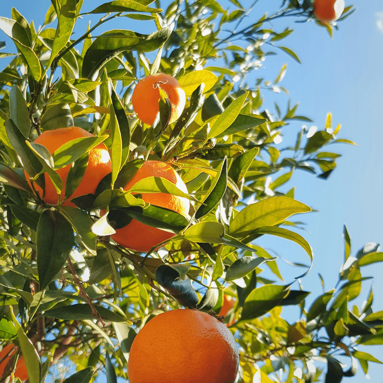 Oranges mûres et brillantes sur un oranger sous un ciel bleu ensoleillé, symbolisant des produits frais et naturels.