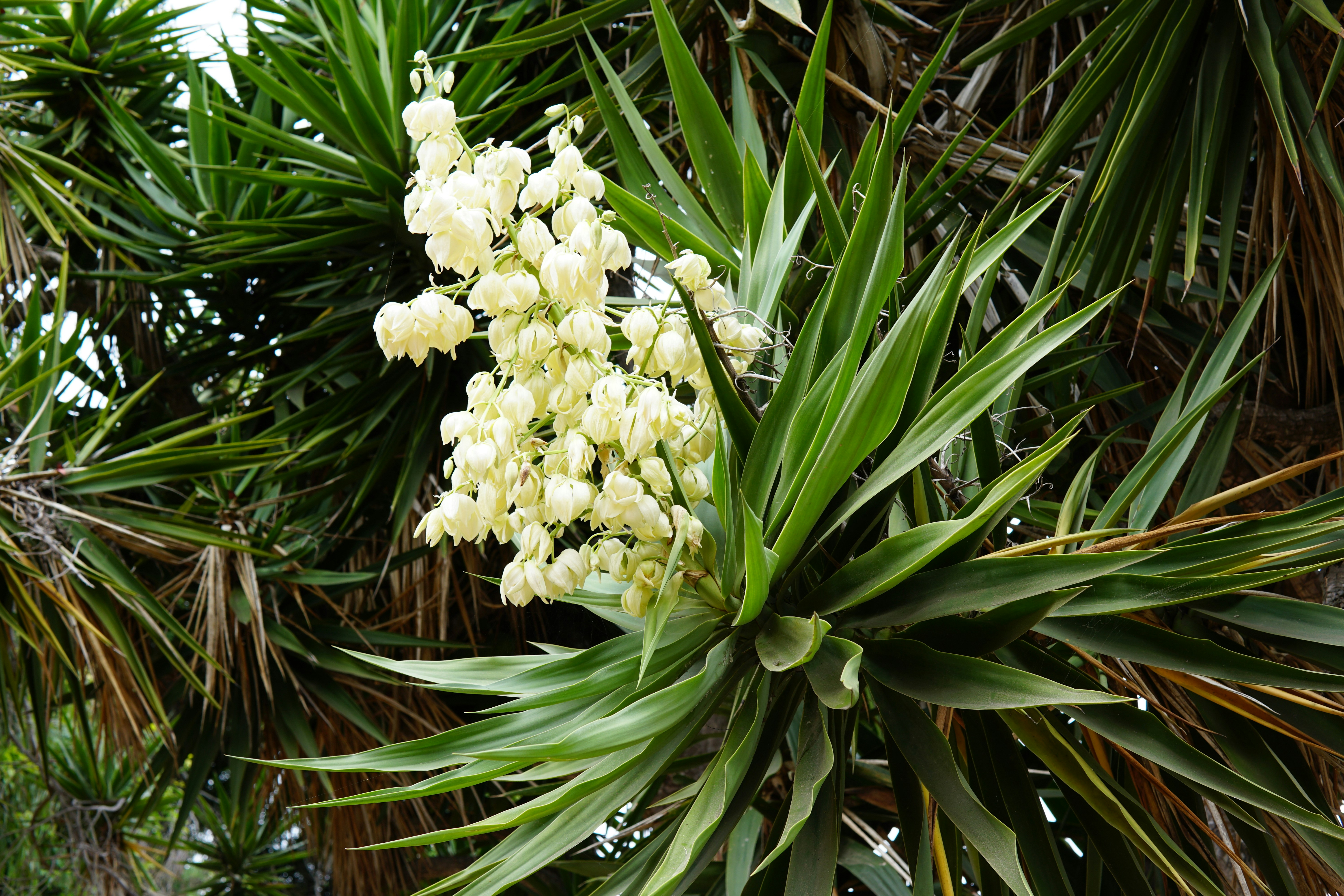 A bunch of flowers that are on a tree