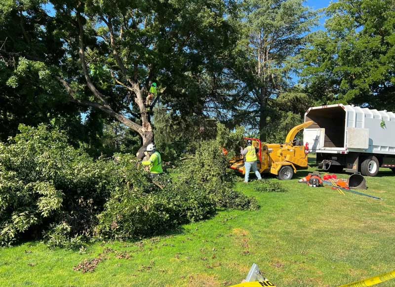 Grinding Up Tree Branches