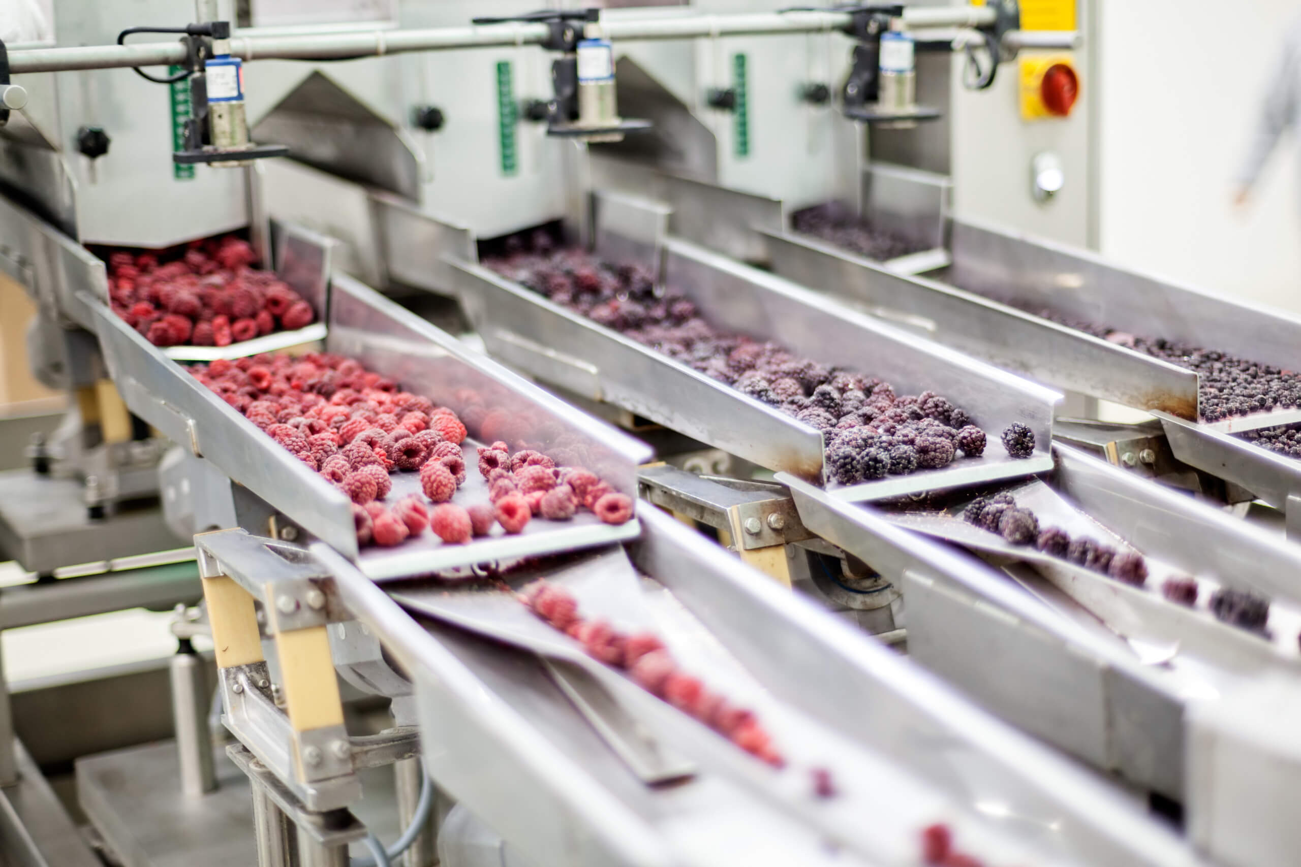 Frozen raspberries and blackberries moving along stainless steel sorting conveyors in a food processing line.