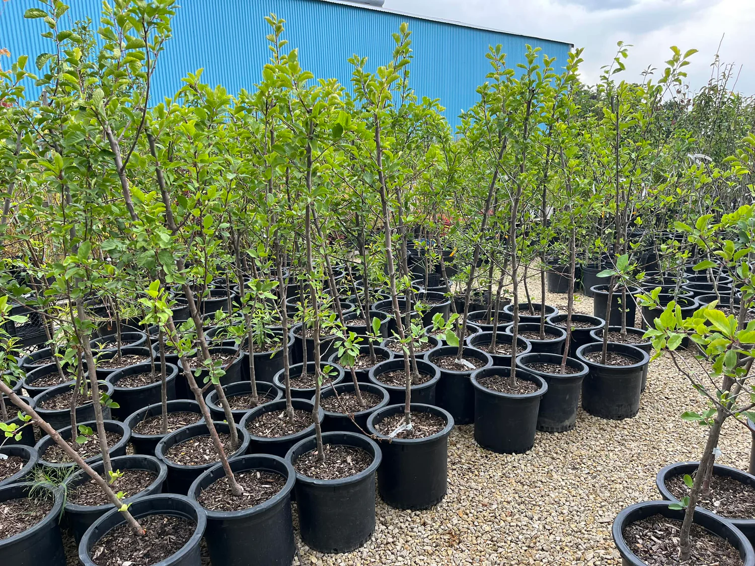 Agroforestry