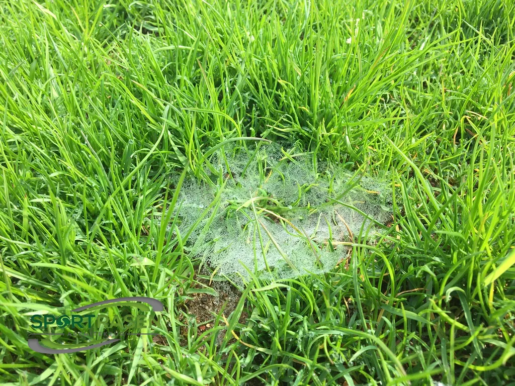Aktuell: Spinnennetze im Rasen = Dollarspot
