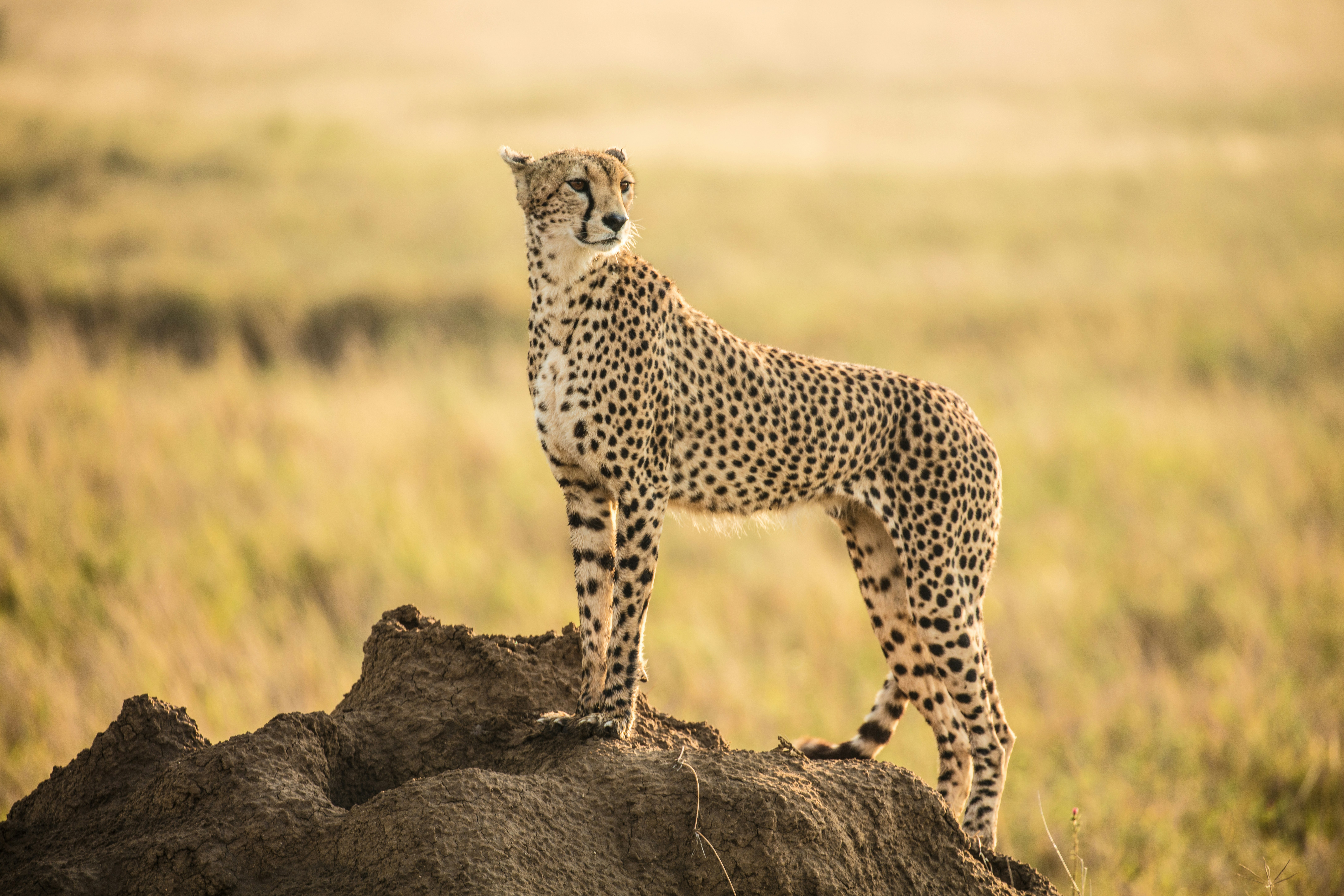 Serengeti Safaris